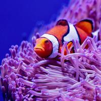 Подводен свят