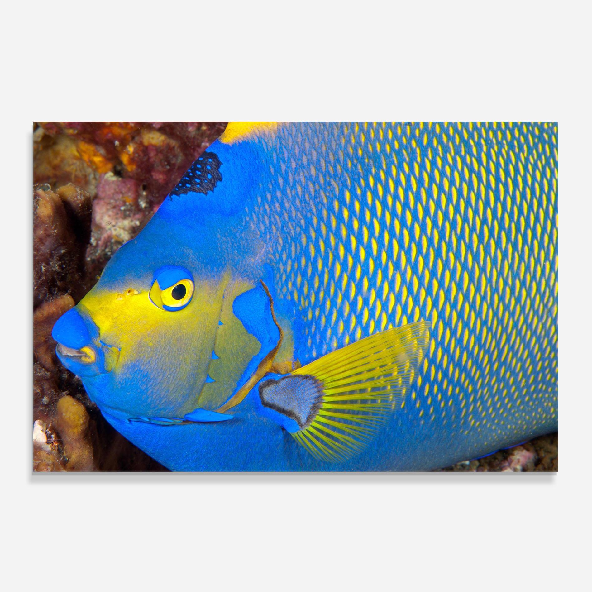 Стъклен панел за кухня Blue Yellow Fish mockup 0