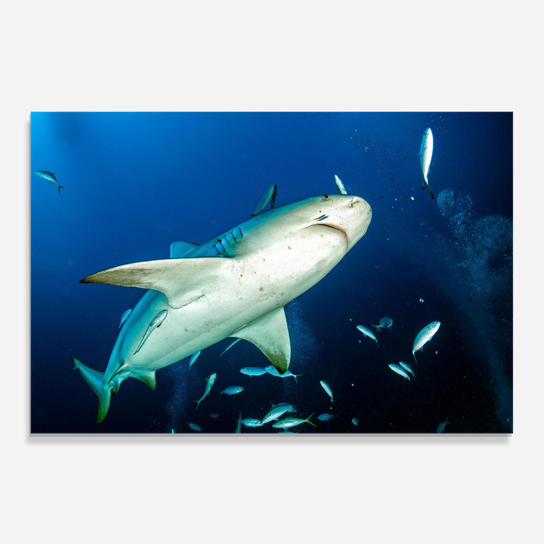 Стъклен панел за кухня Bull Shark mockup 0