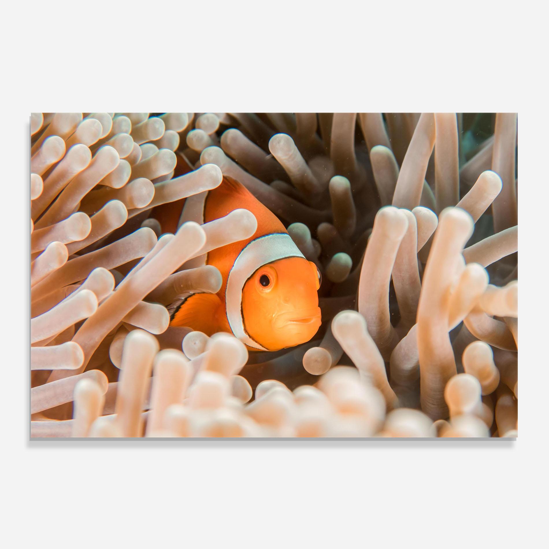 Стъклен панел за кухня Cute Nemo mockup 0