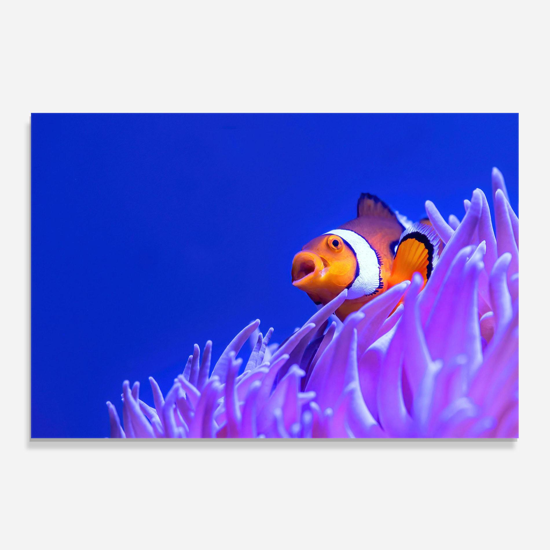 Стъклен панел за кухня Hungry Nemo mockup 0