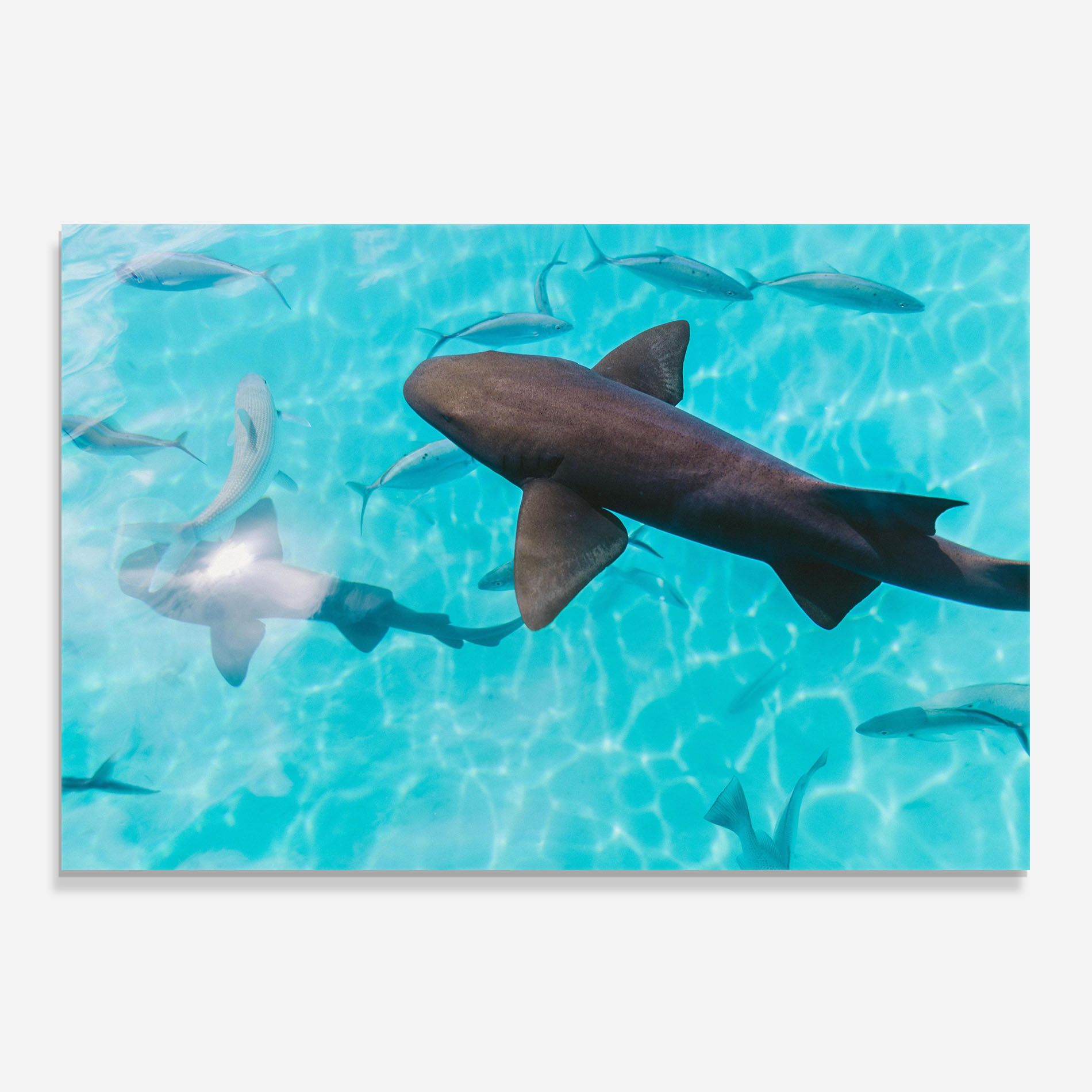 Pretty Shark mockup 0
