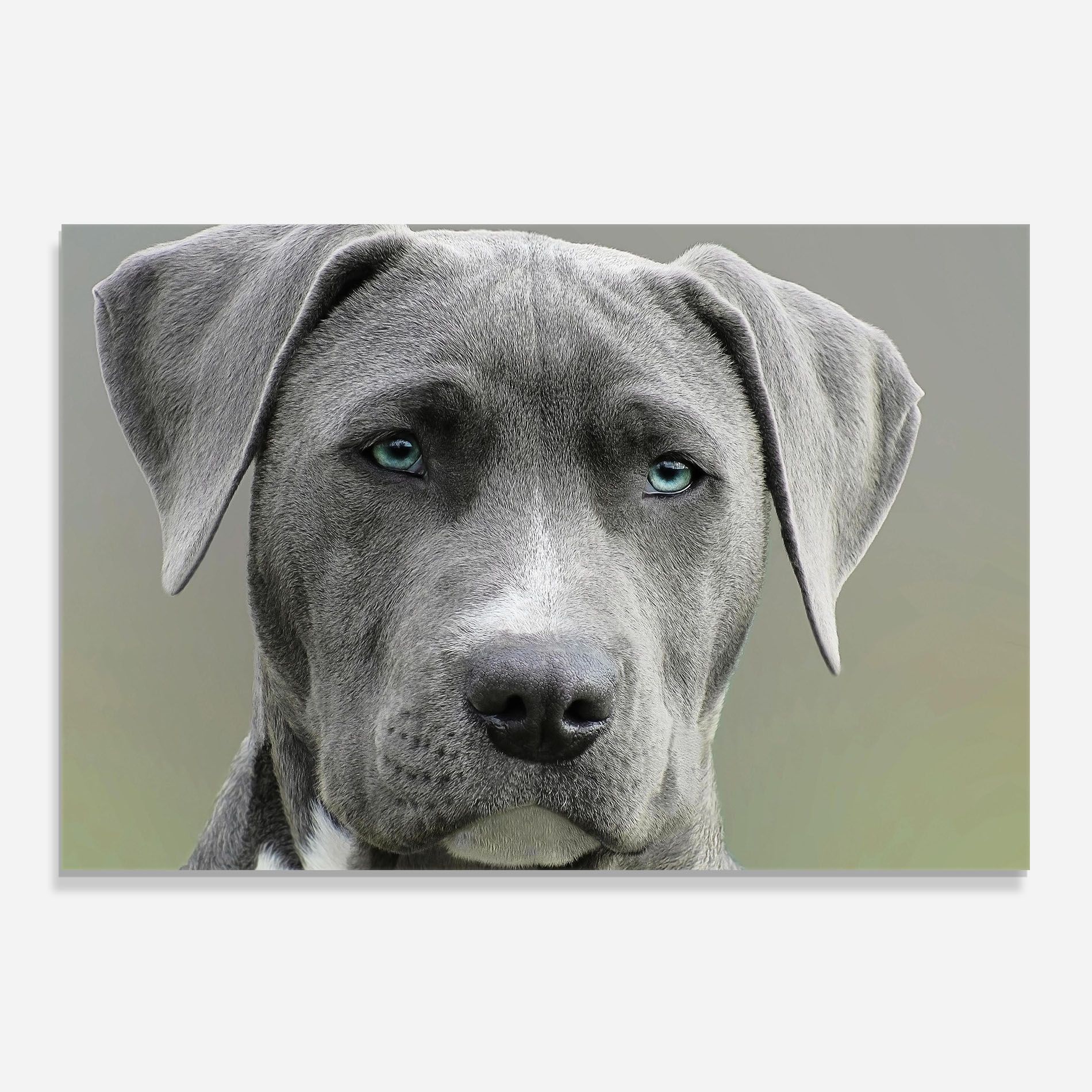 Blue Eyes Dog mockup 0