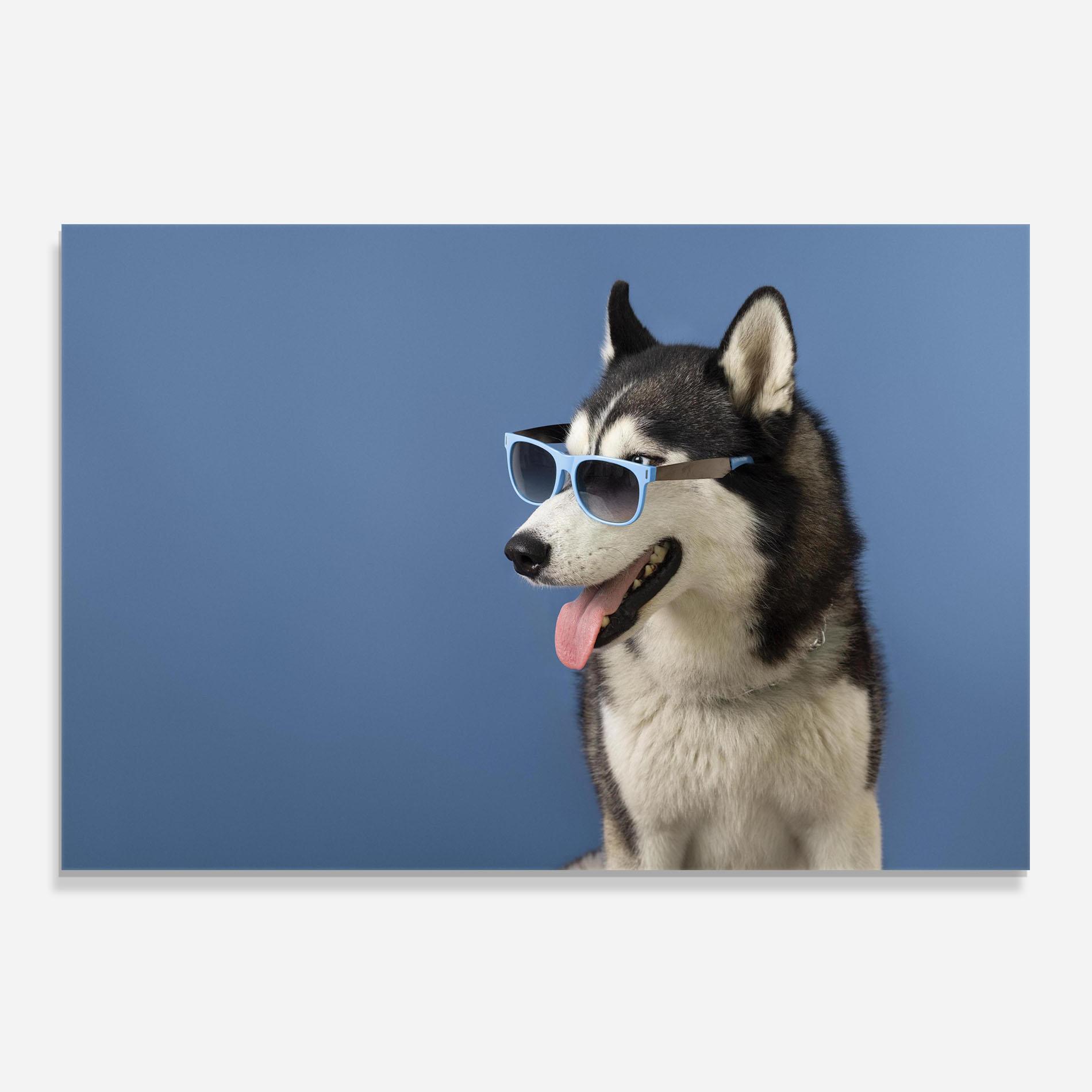 Стъклен панел за кухня Blue Glasses Dog mockup 0