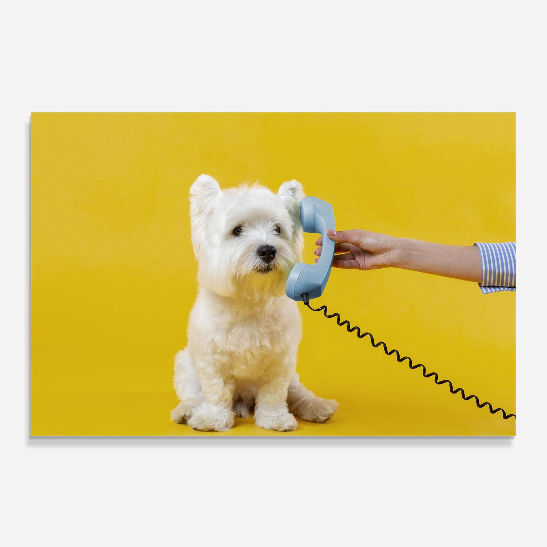 Стъклен панел за кухня Cute Little Dog mockup 0