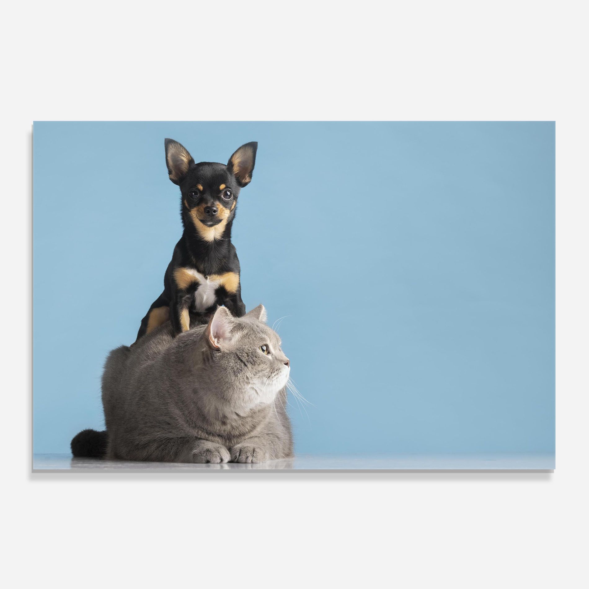 Dog Grey Cat mockup 0