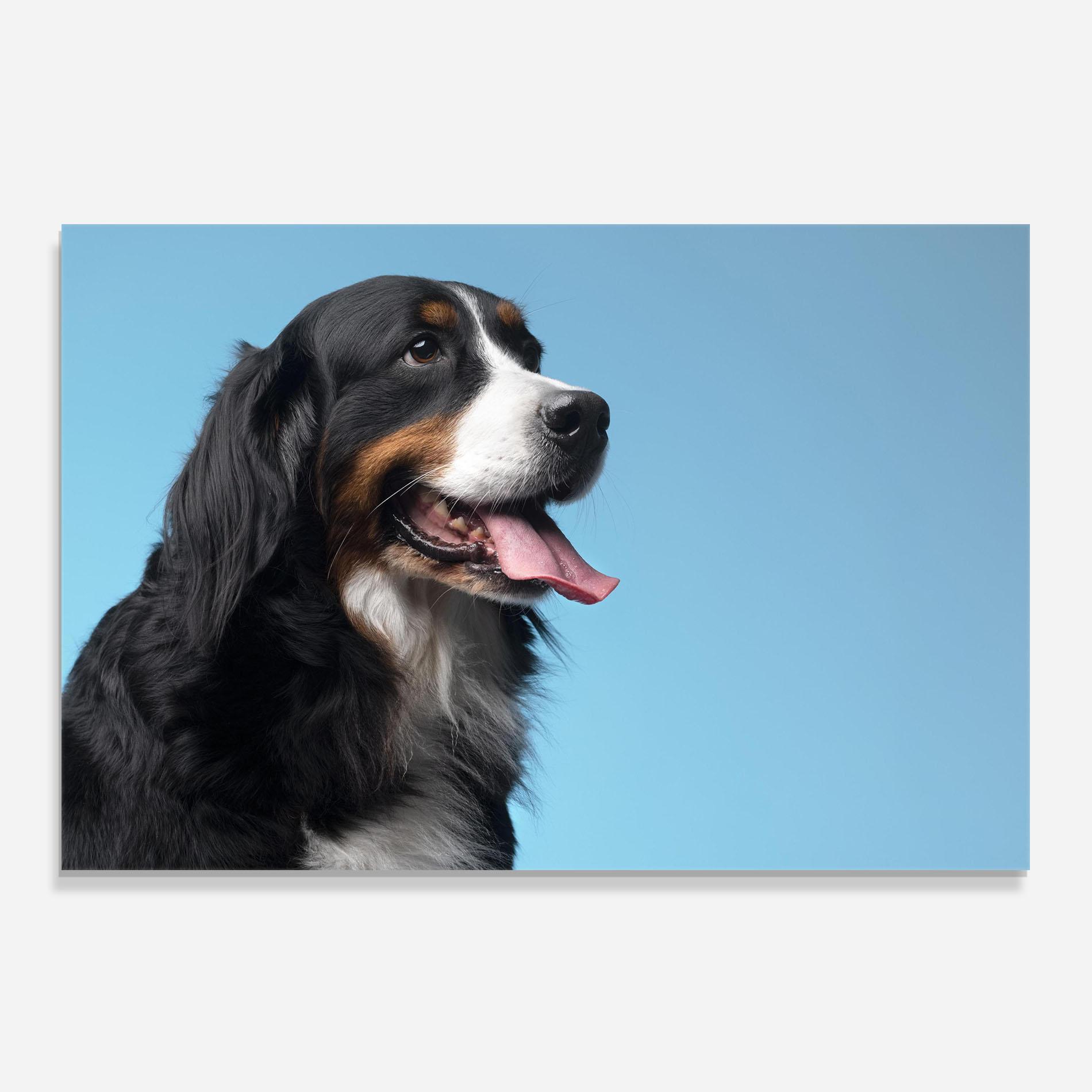 Стъклен панел за кухня Dog On Blue mockup 0