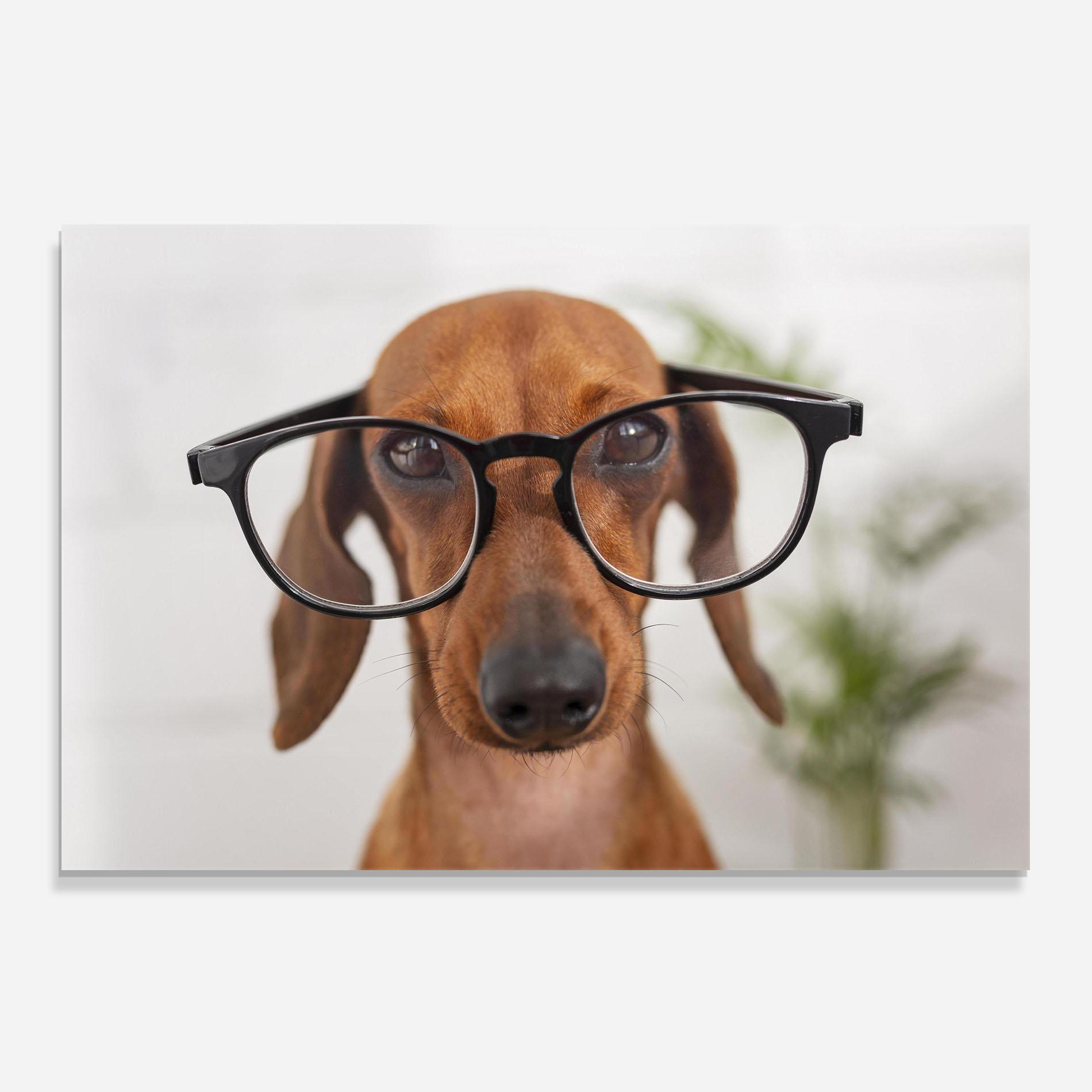 Стъклен панел за кухня Dog Wearing Glasses mockup 0