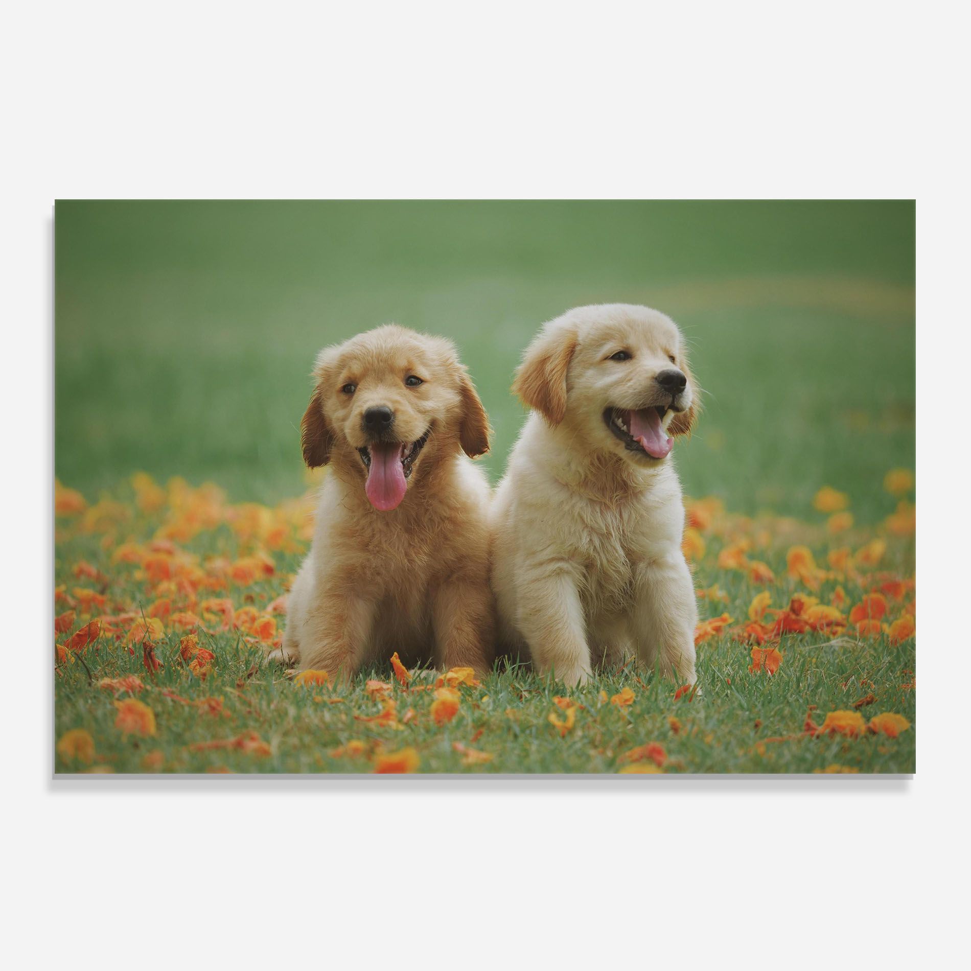 Happy Dogs mockup 0