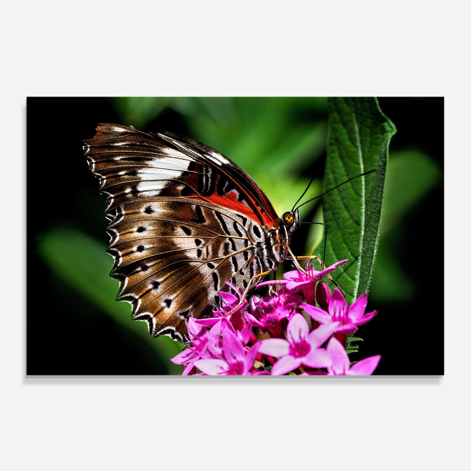 Стъклен панел за кухня Brown Red Butterfly mockup 0