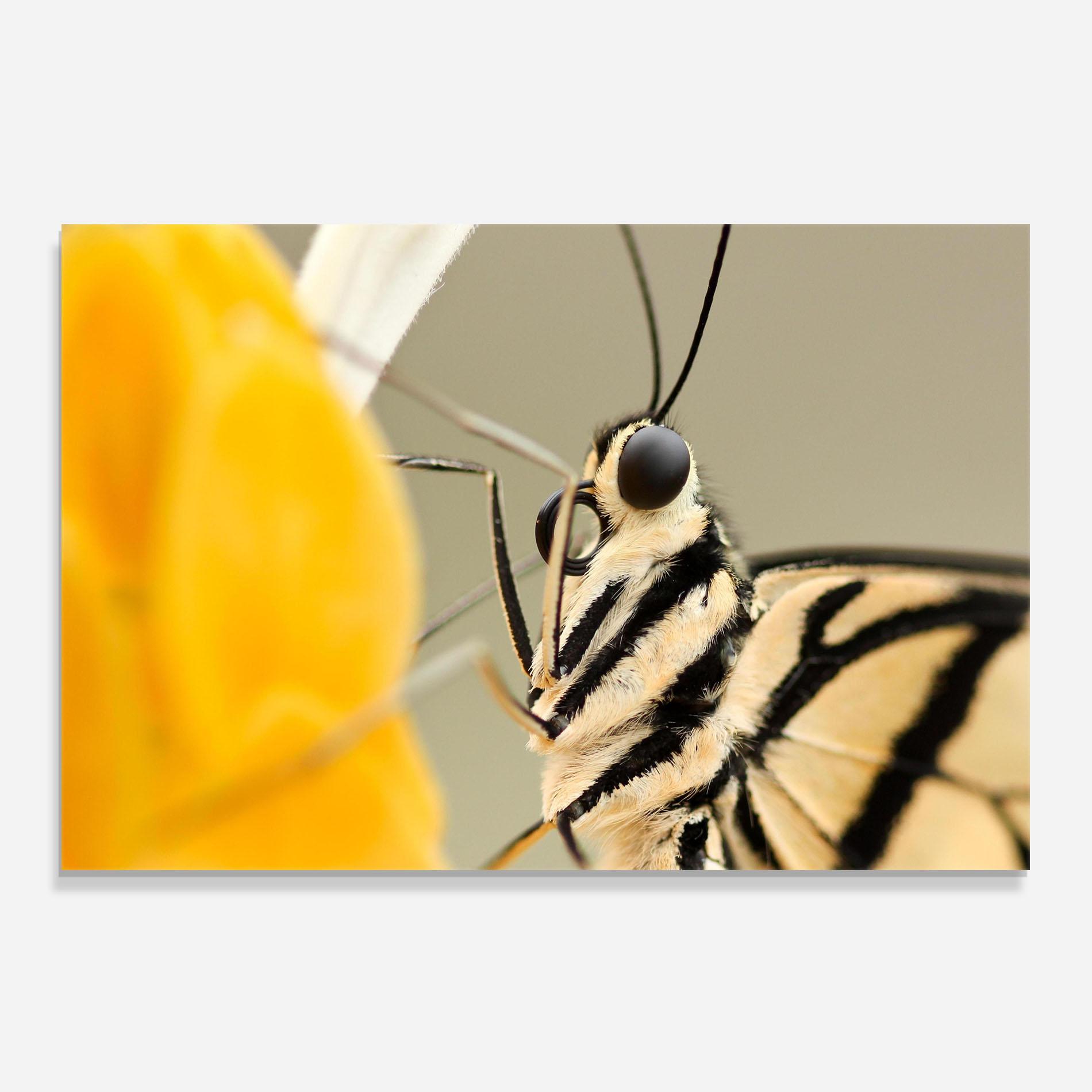 Стъклен панел за кухня Close Up Cream Butterfly mockup 0