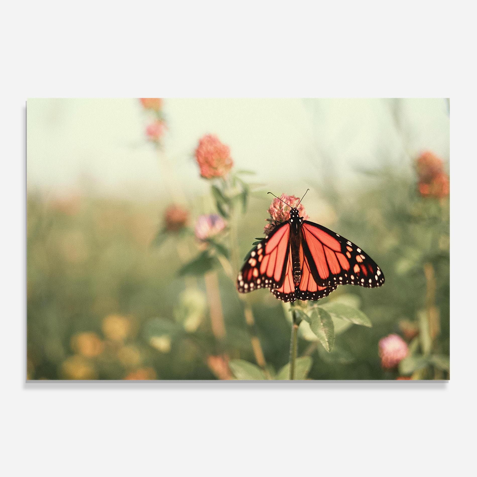 Стъклен панел за кухня Light Red Butterfly mockup 0
