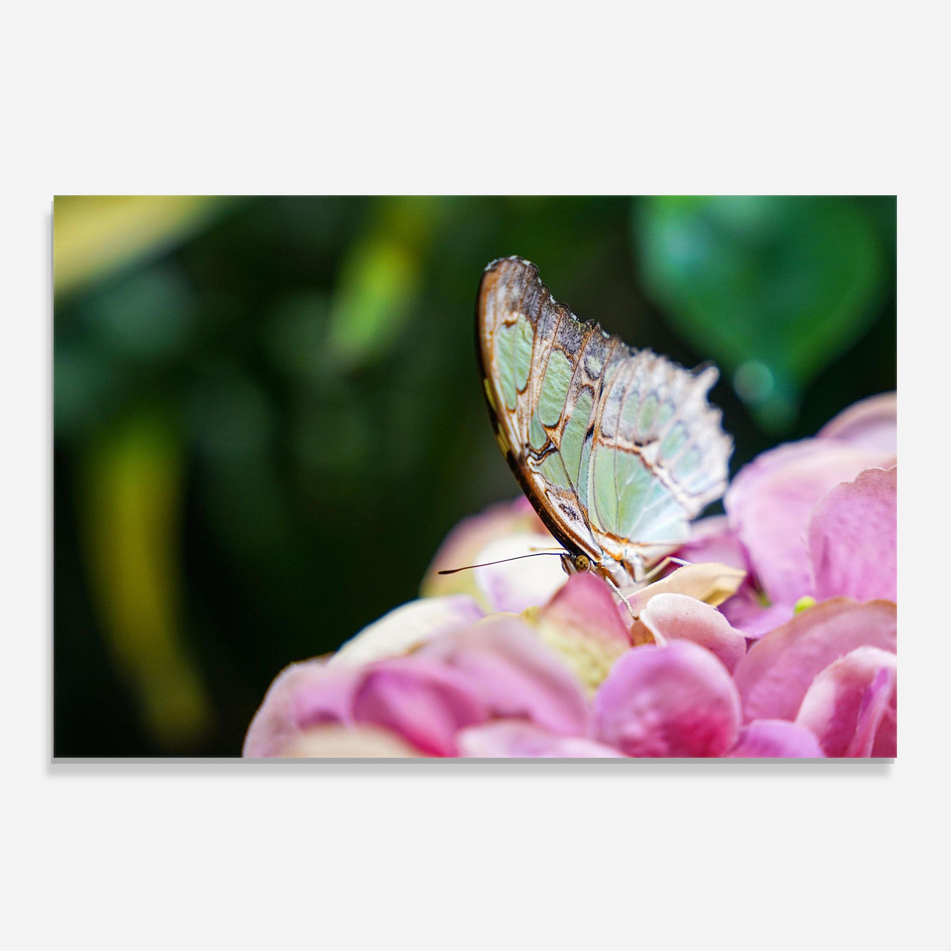 Nazrin Babashova Diuumqmfwys Unsplash mockup 0