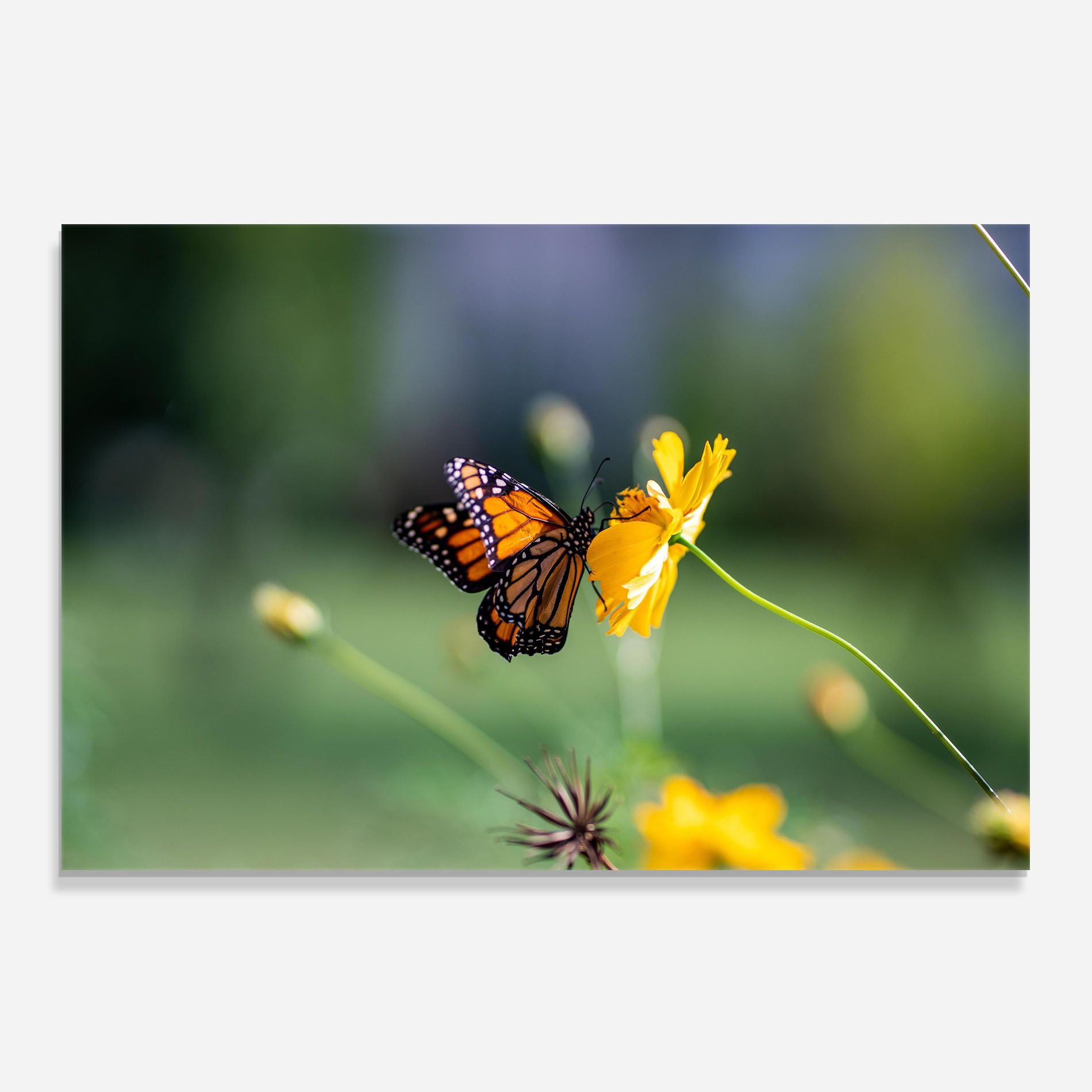 Nice Orange Butterfly mockup 0