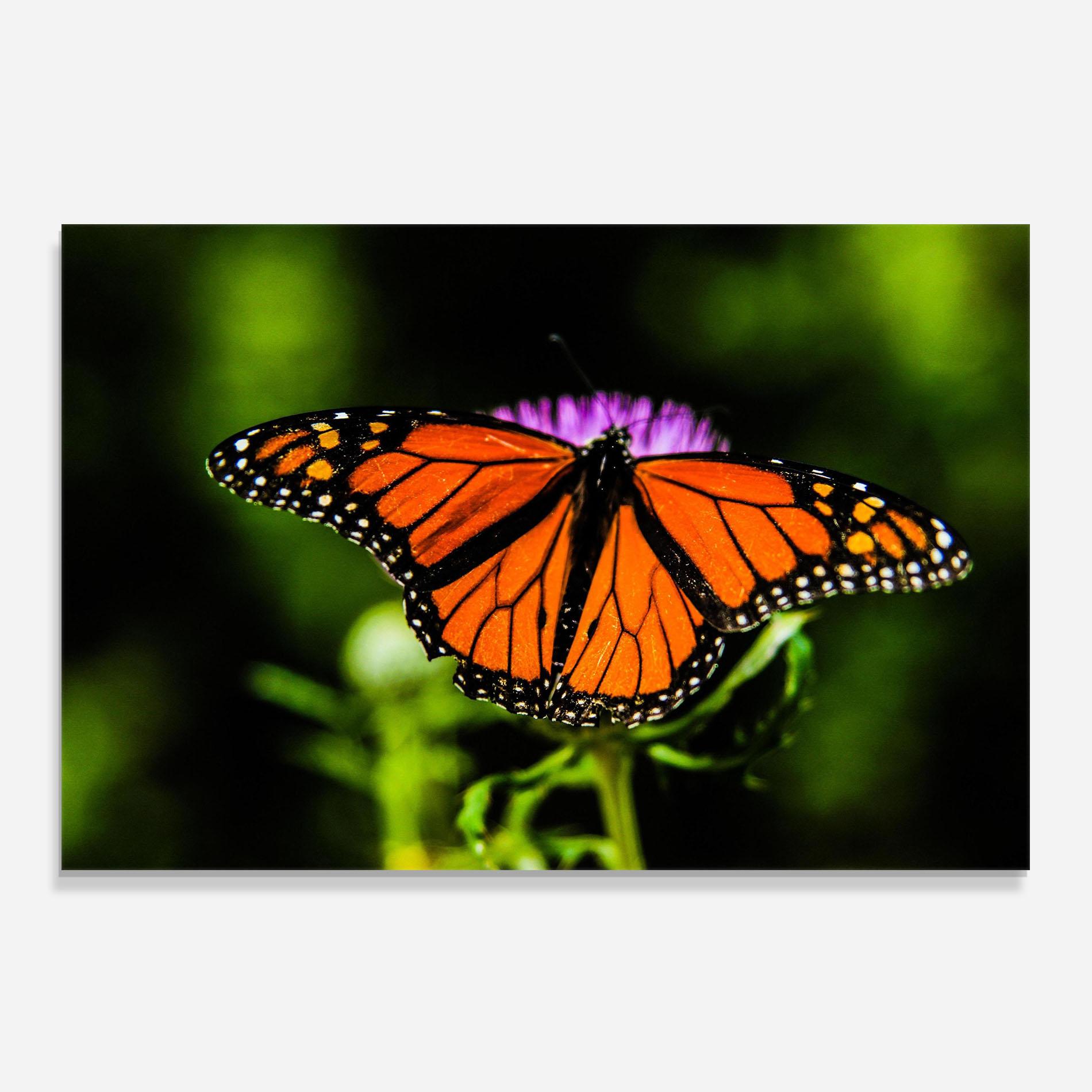 Стъклен панел за кухня Orange Open Butterfly mockup 0