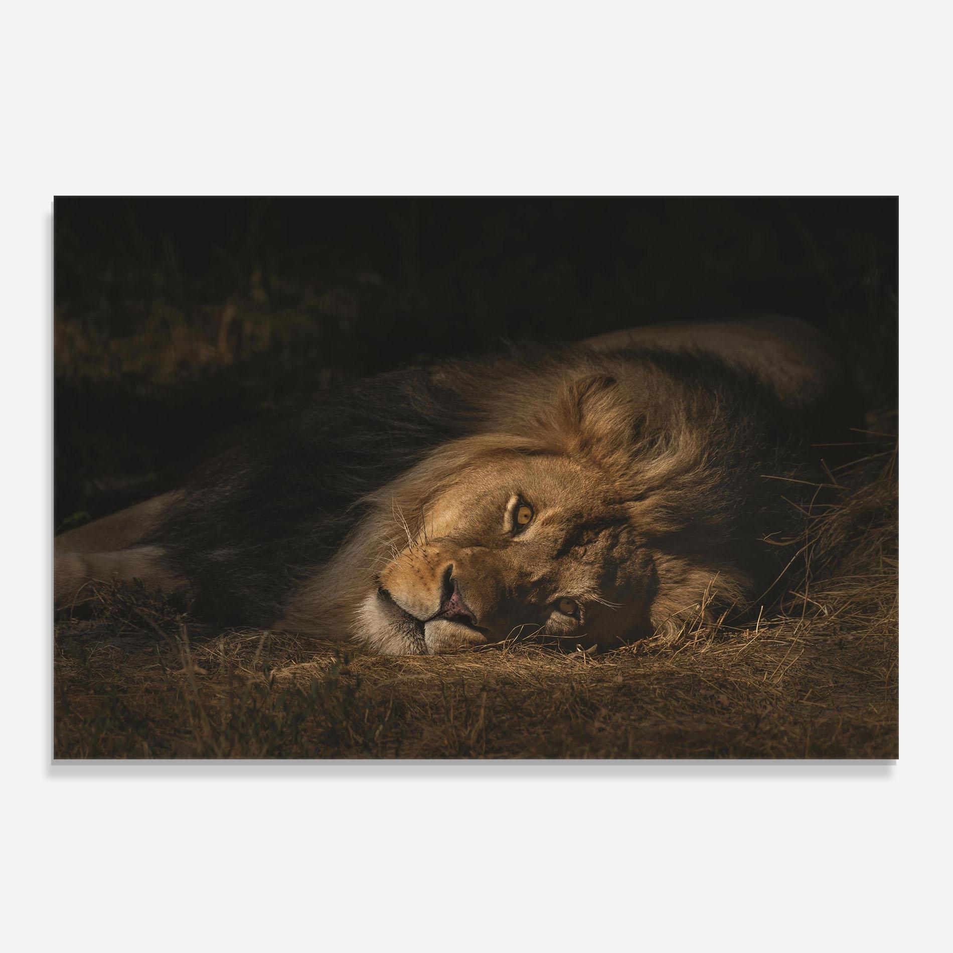 Стъклен панел за кухня Lion Laying Down mockup 0