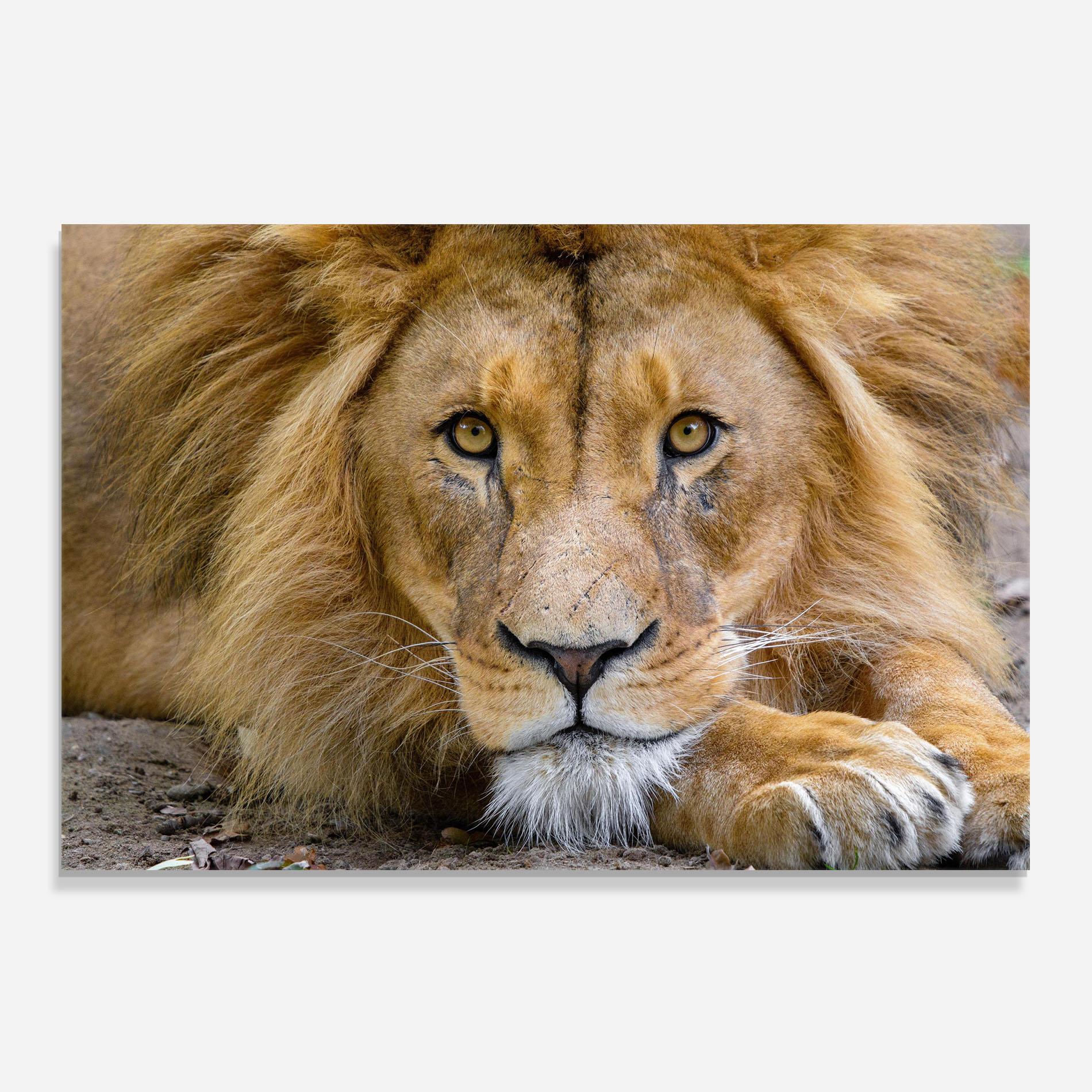 Стъклен панел за кухня Lion Looking mockup 0