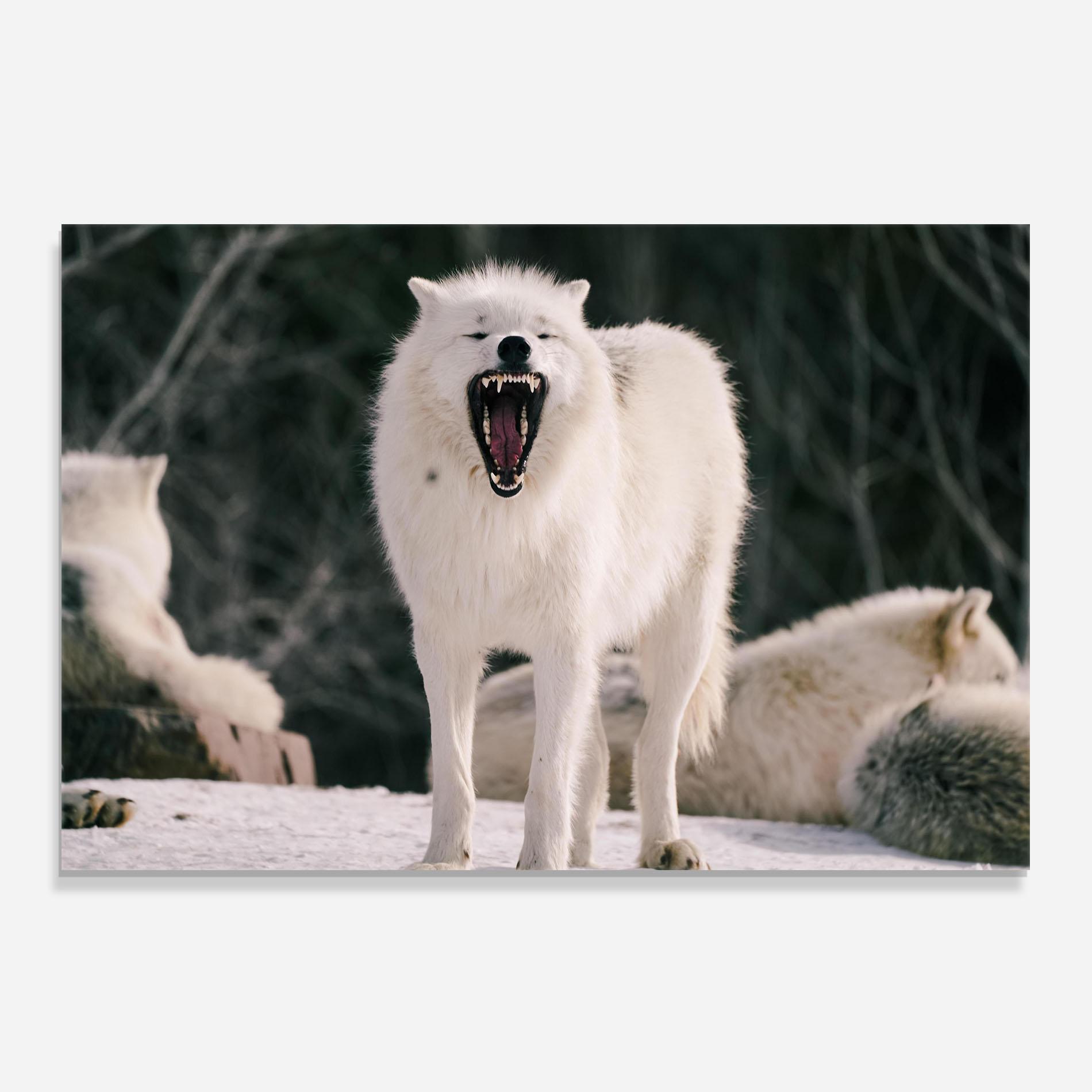 Стъклен панел за кухня Laughing White Wolf mockup 0