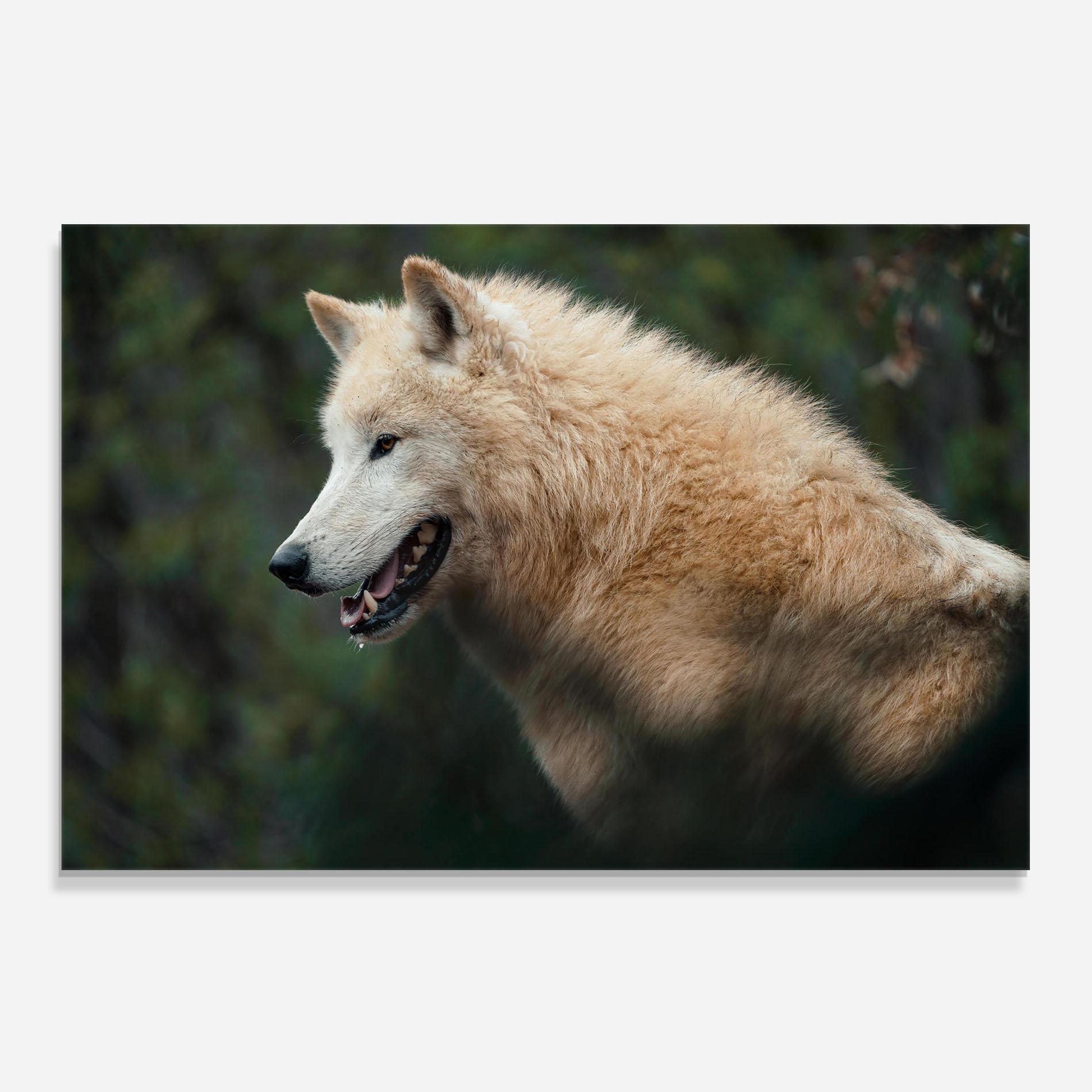 Стъклен панел за кухня White Alpha Wolf mockup 0