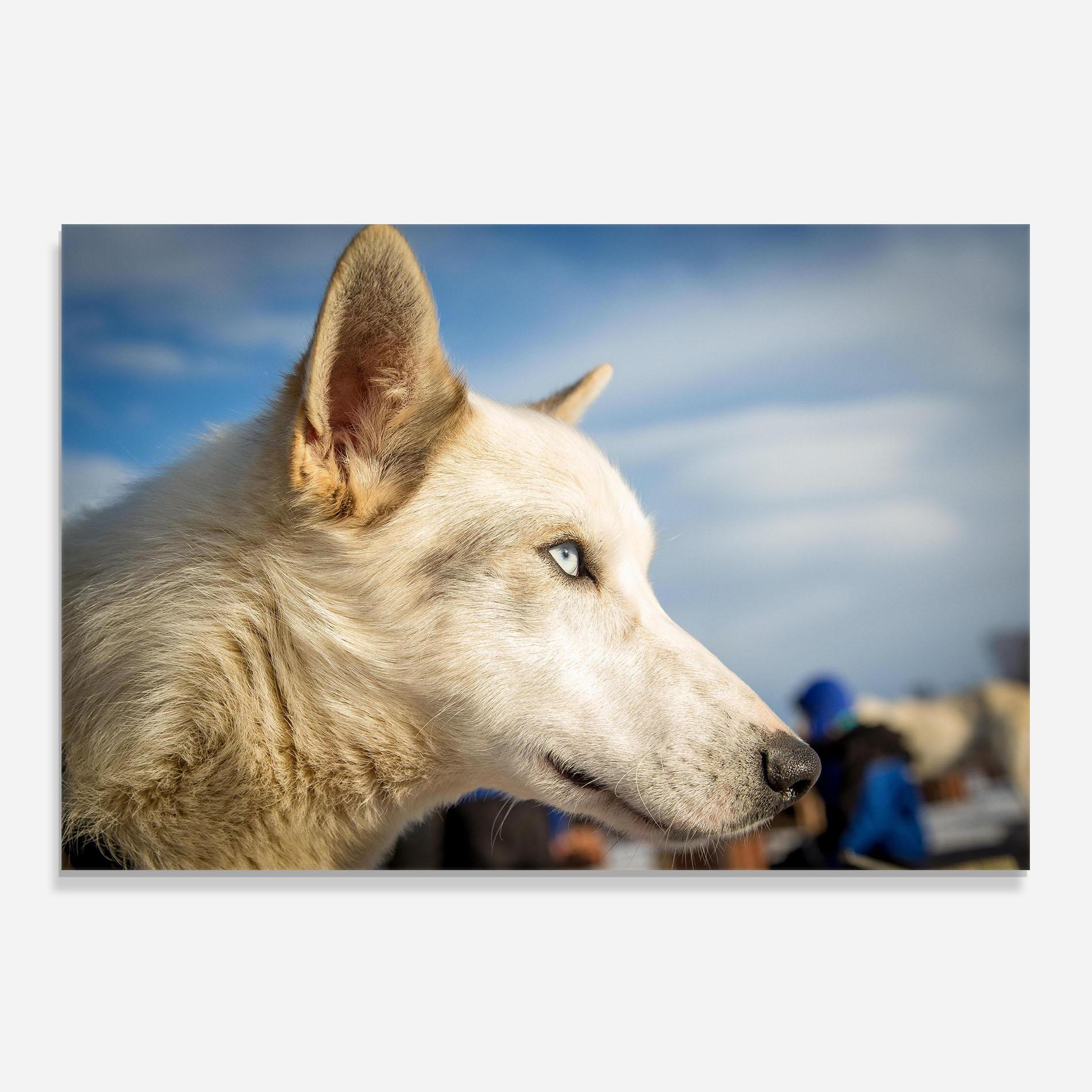 Стъклен панел за кухня White Wolf Looking mockup 0