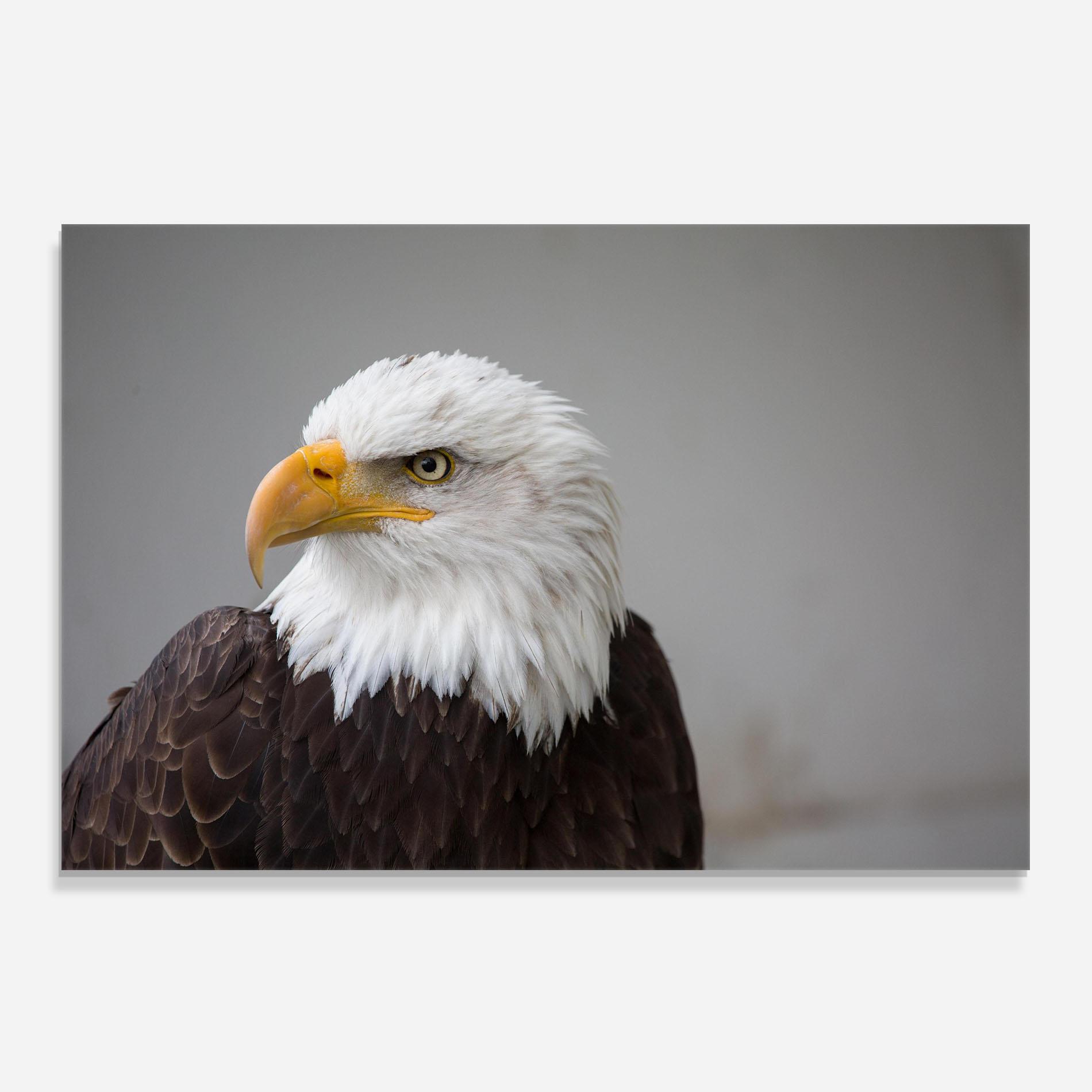 Стъклен панел за кухня Beautiful Eagle mockup 0