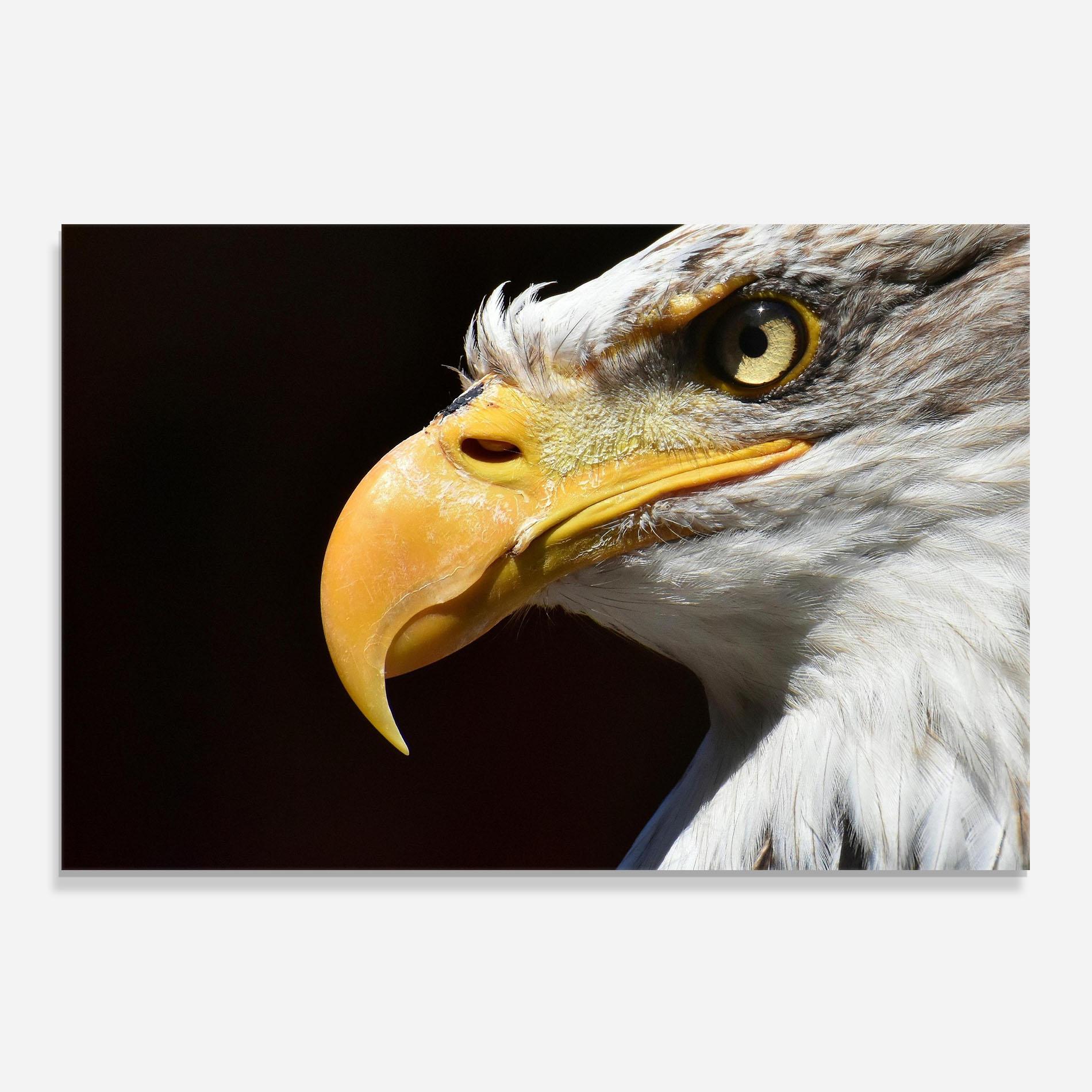 Стъклен панел за кухня Eagle Close Up mockup 0