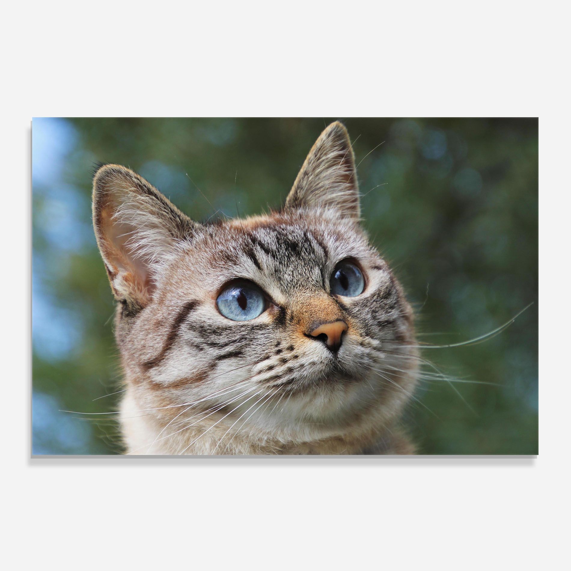 Blue Eyes Cutie mockup 0