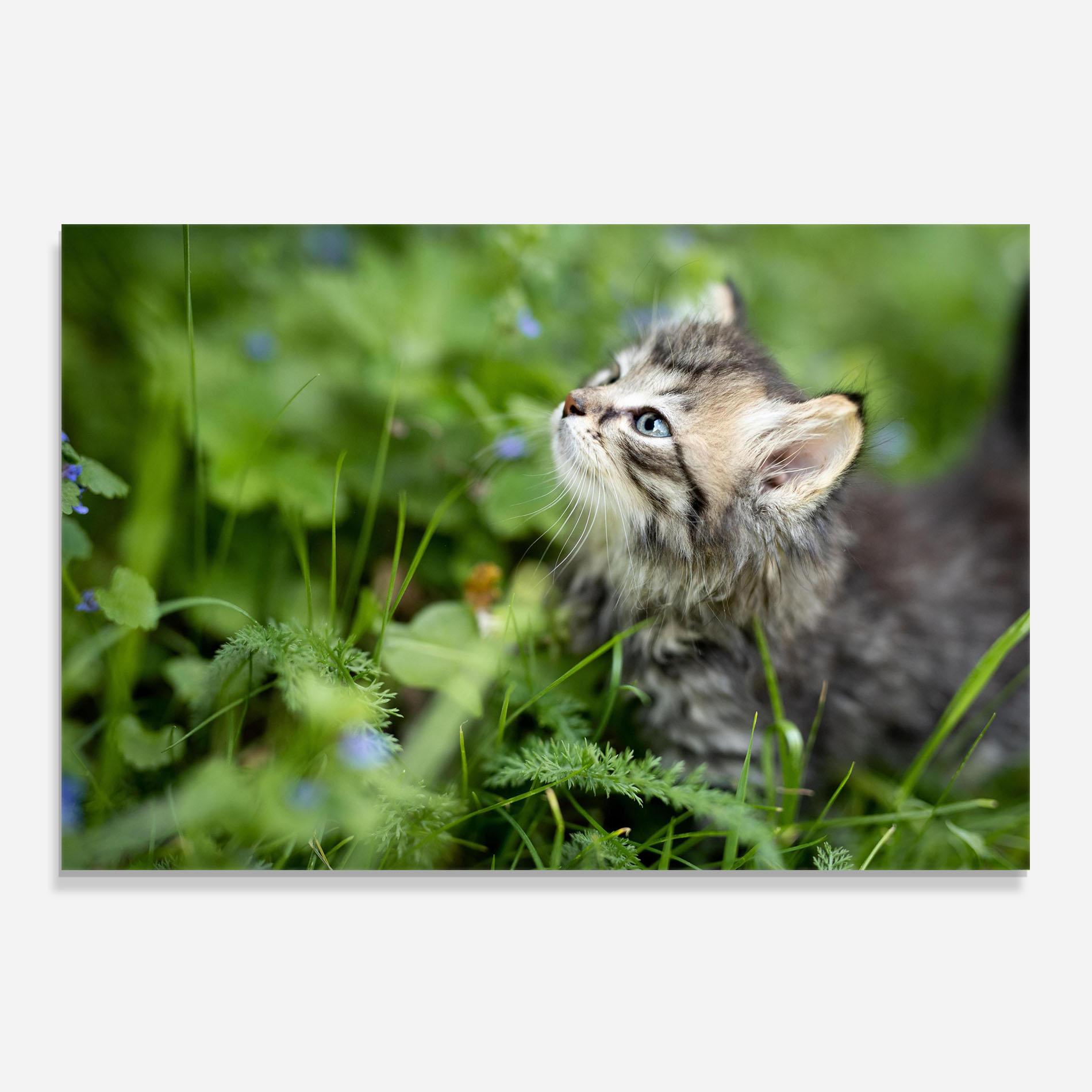 Стъклен панел за кухня Brown Baby Cat mockup 0