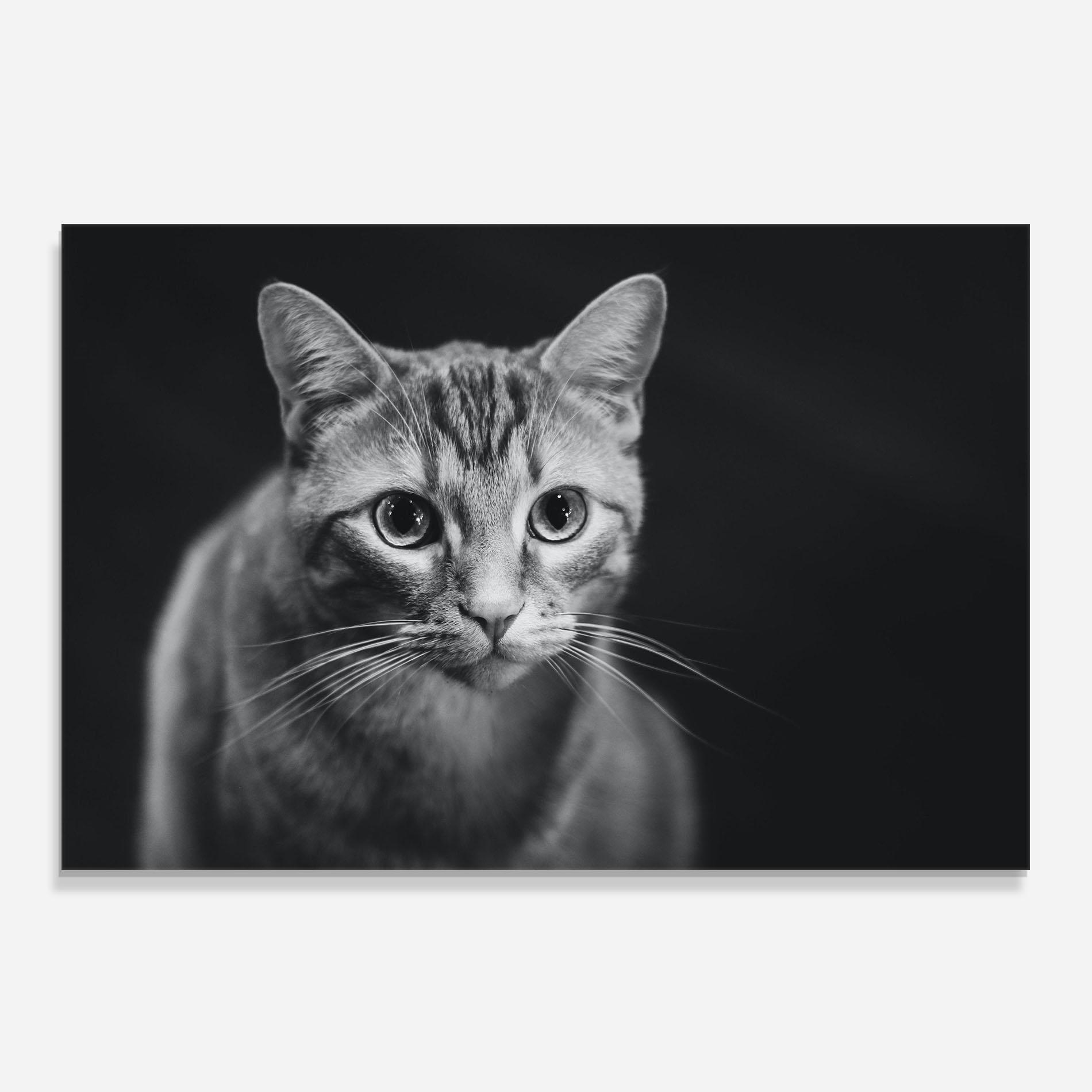 Стъклен панел за кухня Grey Kitty On Black mockup 0