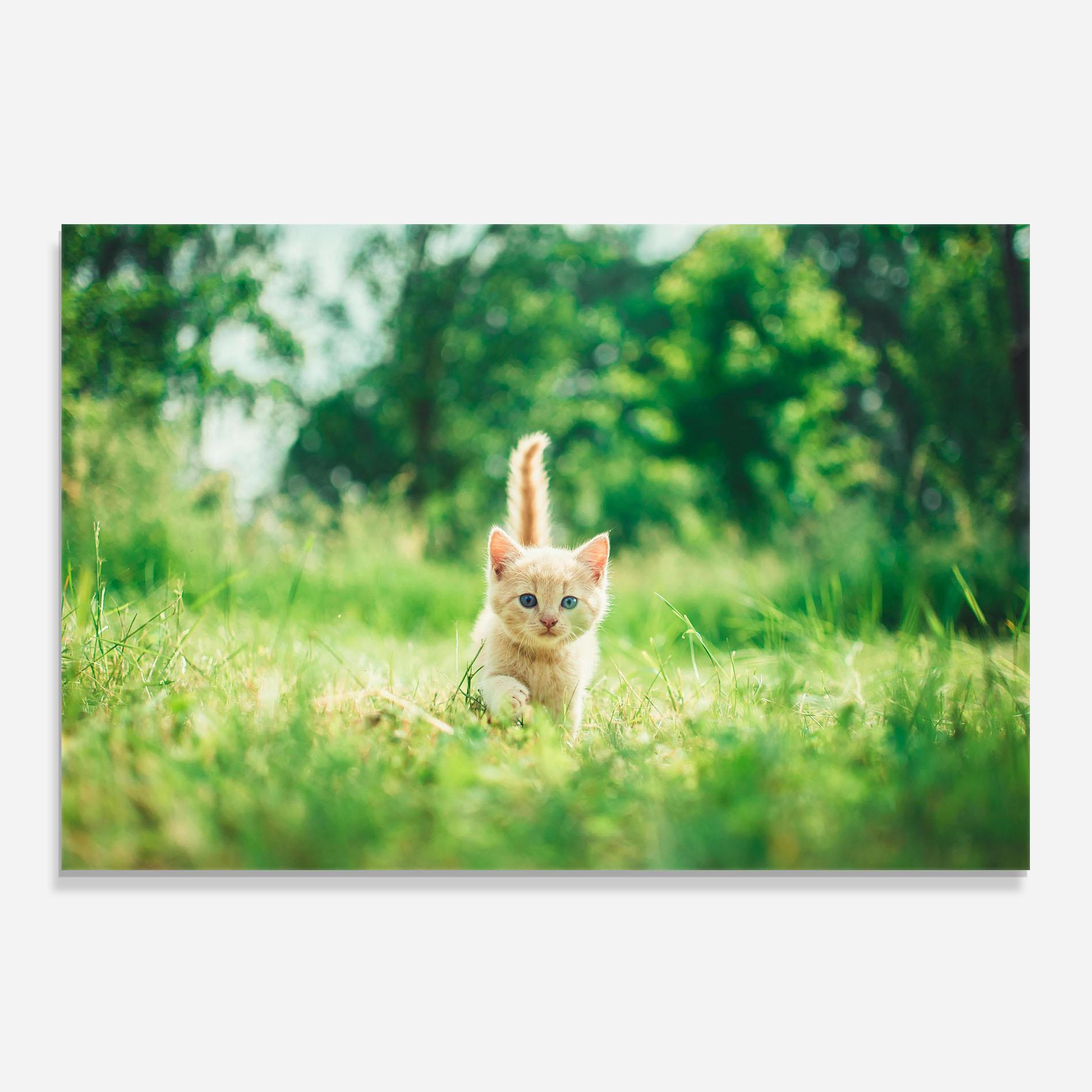 Стъклен панел за кухня Little Cute Cat mockup 0