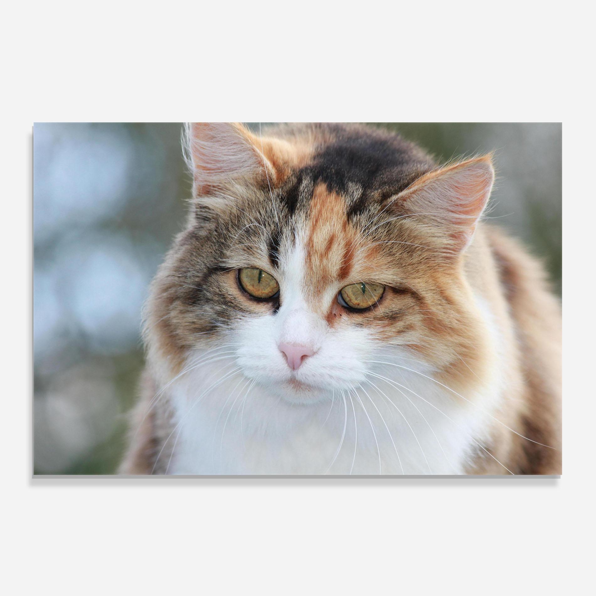 Стъклен панел за кухня Orange Brown Cat mockup 0