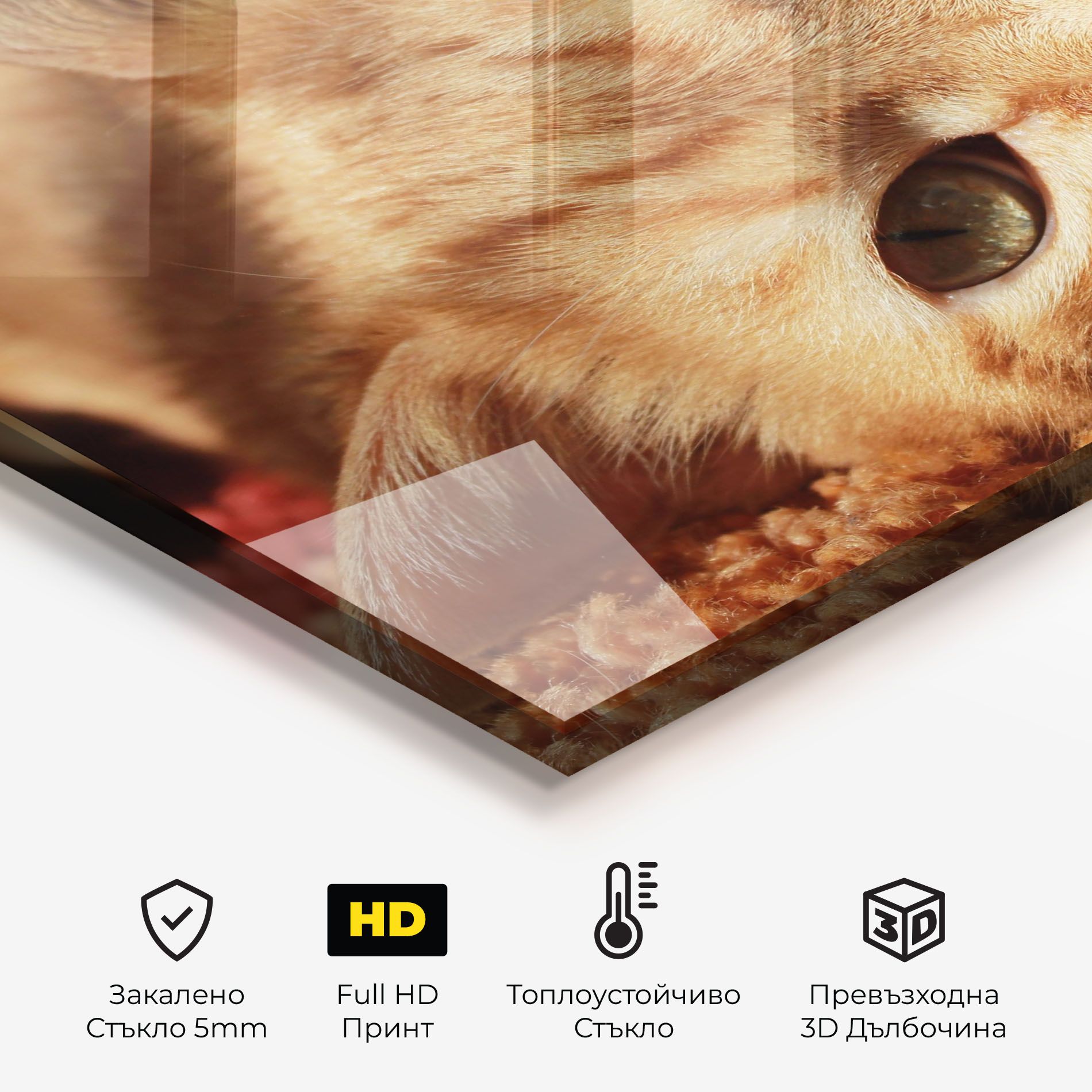 Pretty Orange Cat mockup 2