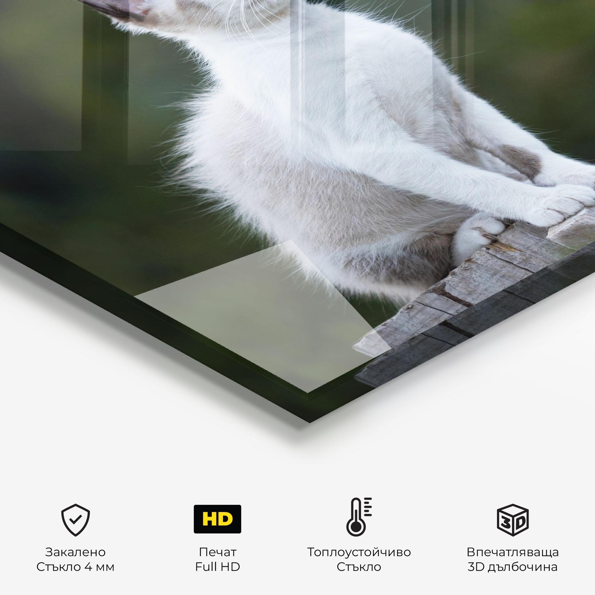Стъклен панел за кухня Grey Cat In Nature mockup 2