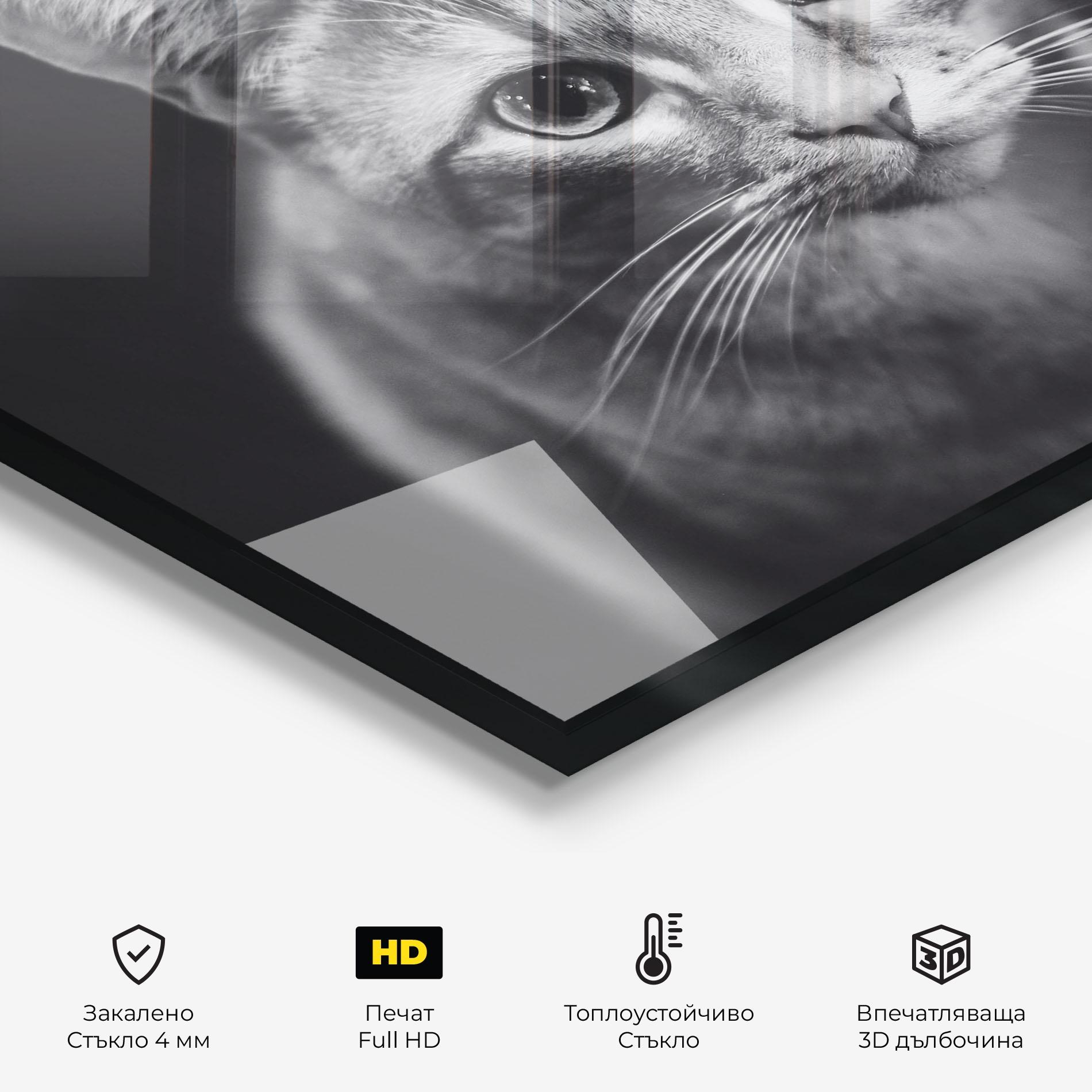 Стъклен панел за кухня Grey Kitty On Black mockup 2