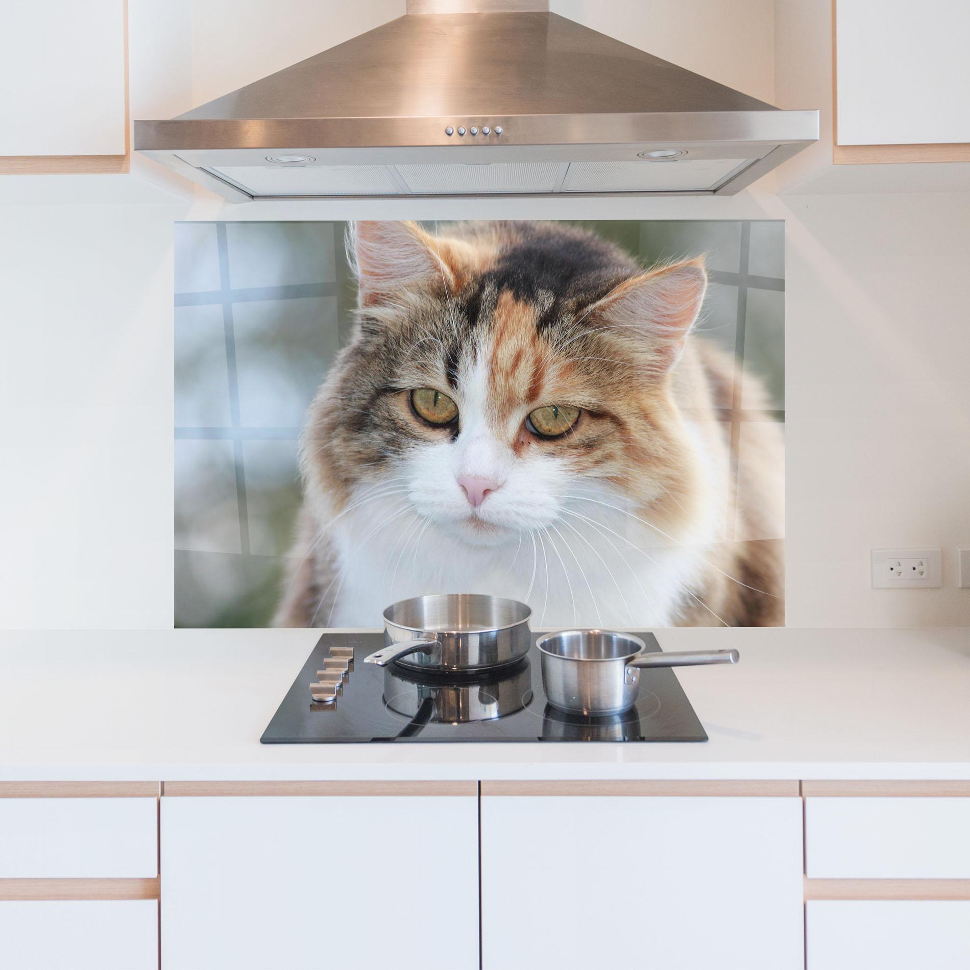 Стъклен панел за кухня Orange Brown Cat mockup 5
