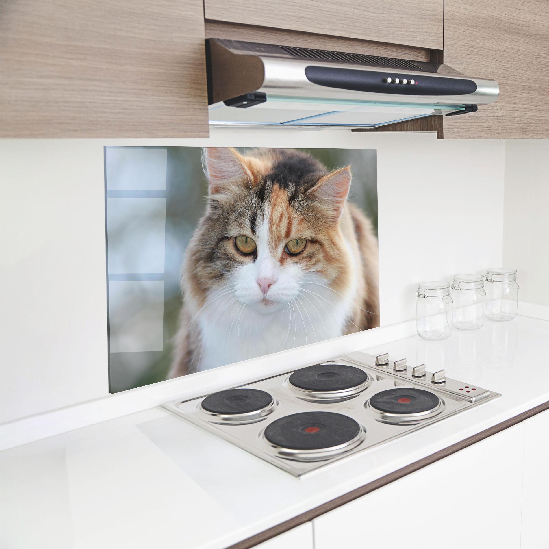 Стъклен панел за кухня Orange Brown Cat mockup 8