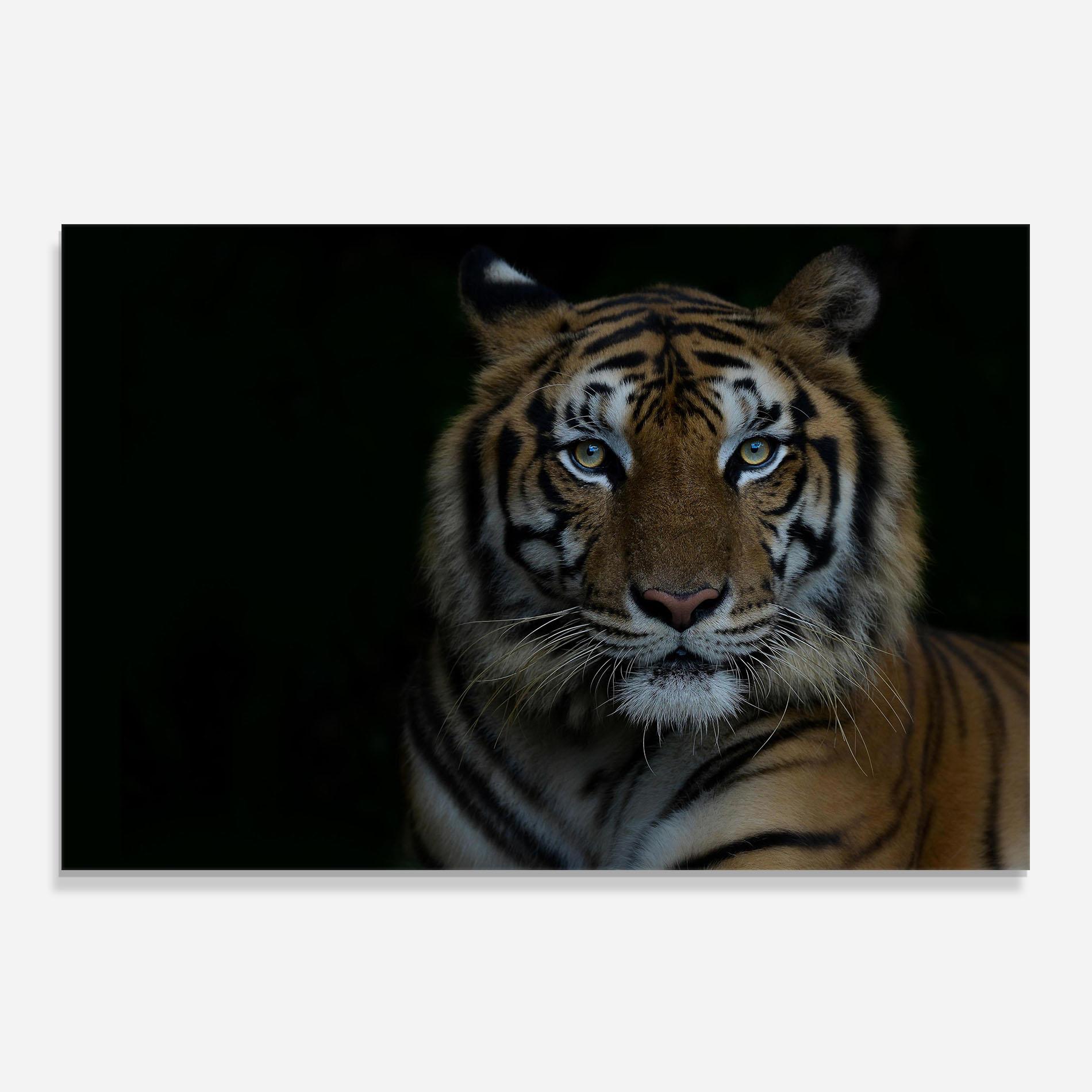 Стъклен панел за кухня Close Up Tiger mockup 0