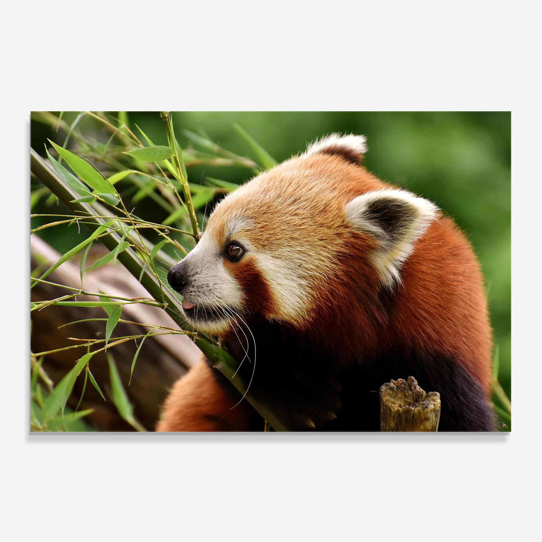 Стъклен панел за кухня Cute Red Panda mockup 0