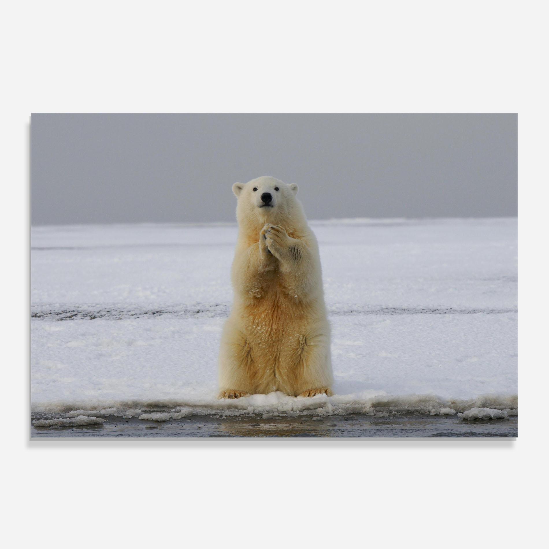 Стъклен панел за кухня Icebear Praying mockup 0