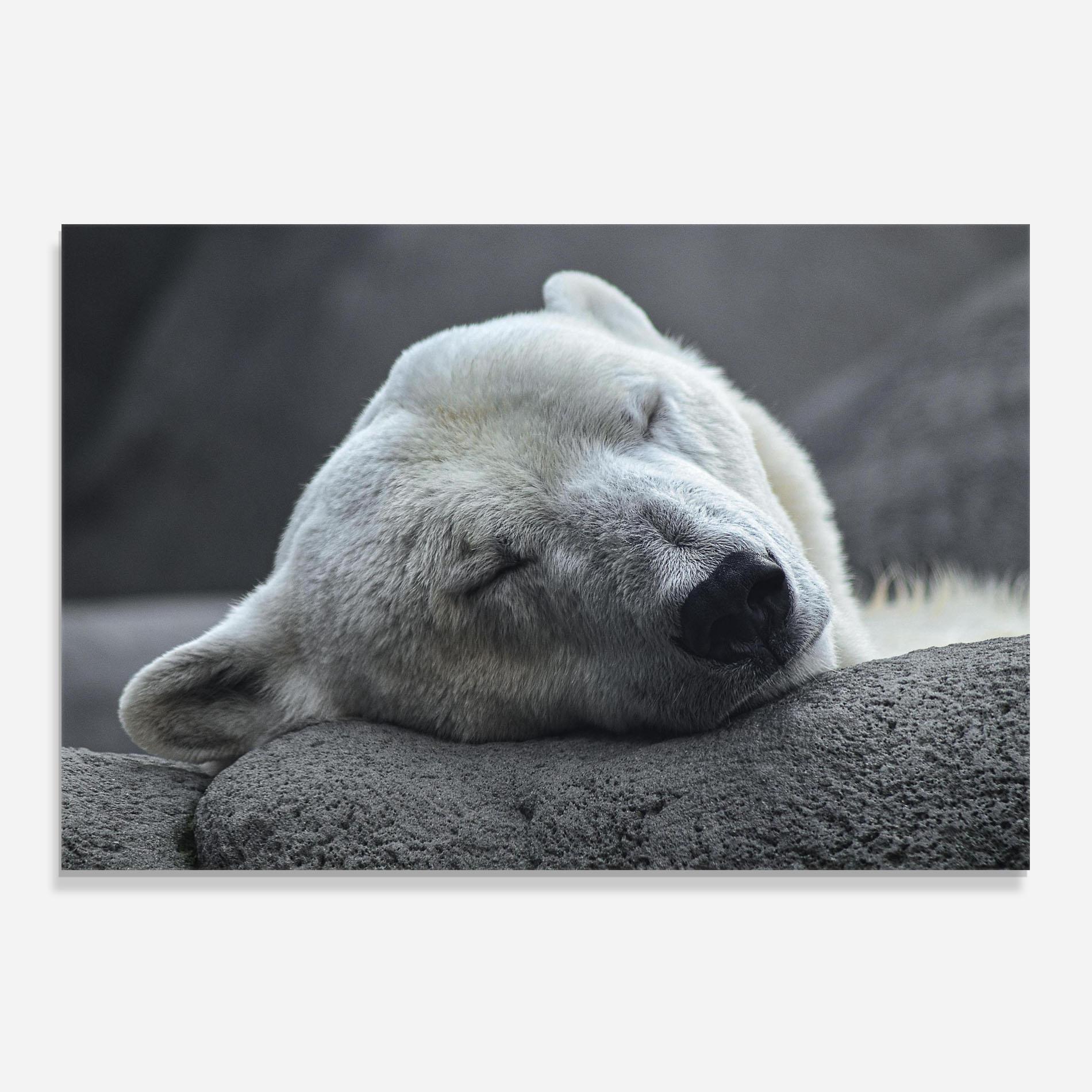 Стъклен панел за кухня Icebear Sleeping mockup 0