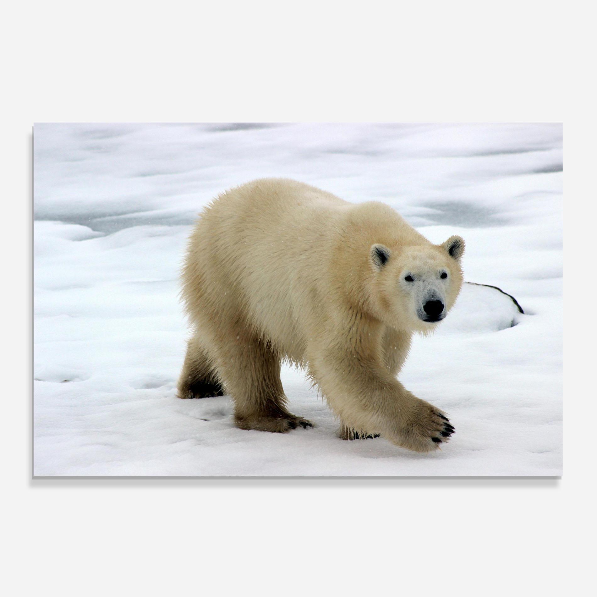 Стъклен панел за кухня Icebear Walking mockup 0