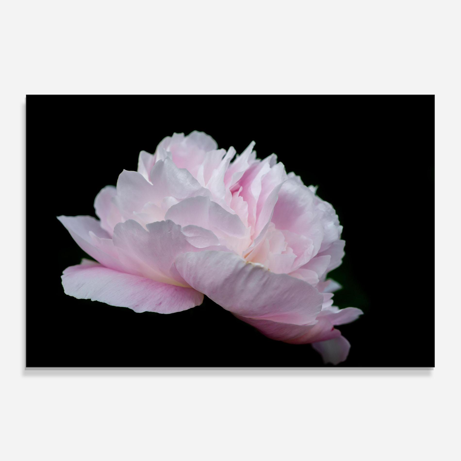 Стъклен панел за кухня Pastel Peony On Black mockup 0