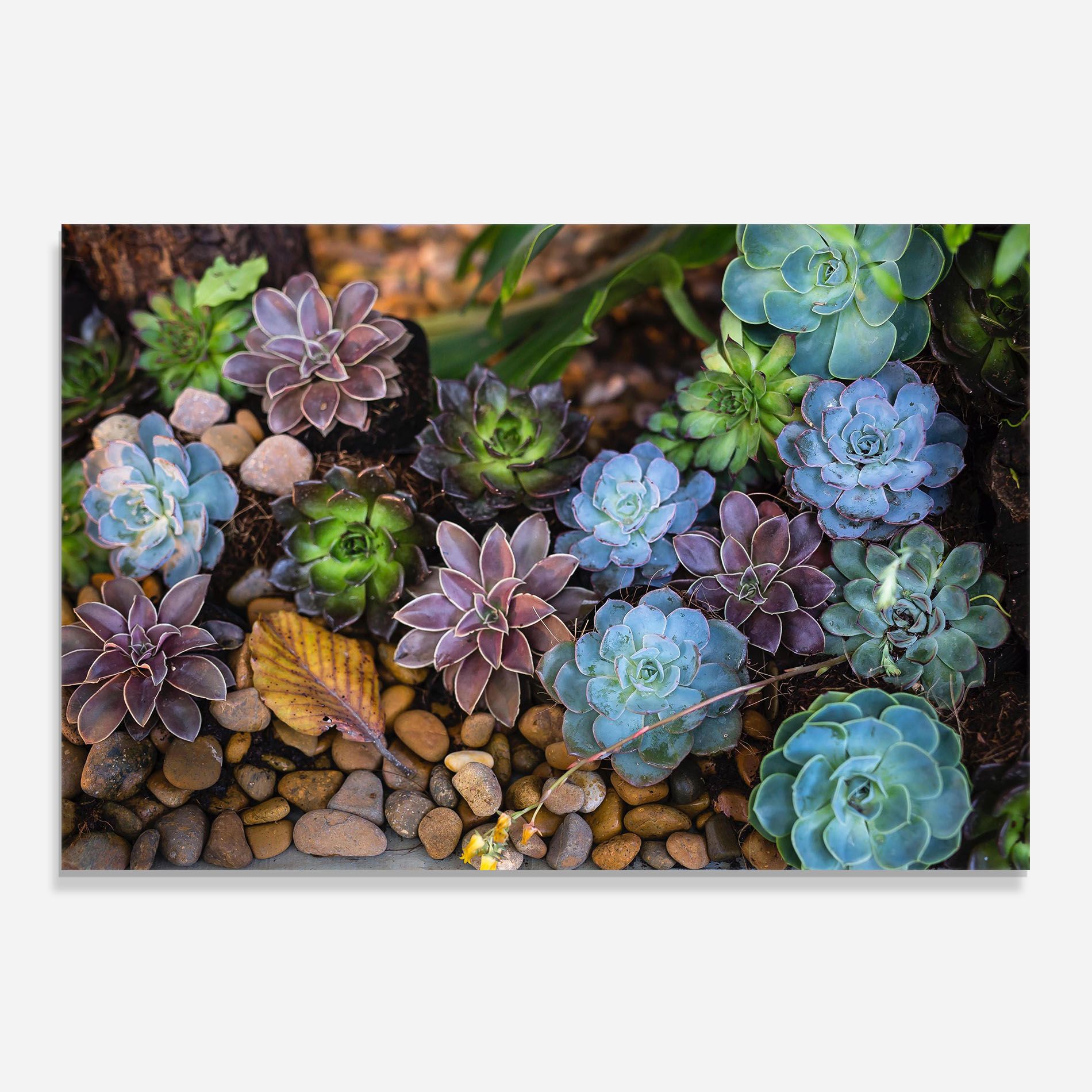 Colorful Flowers mockup 0