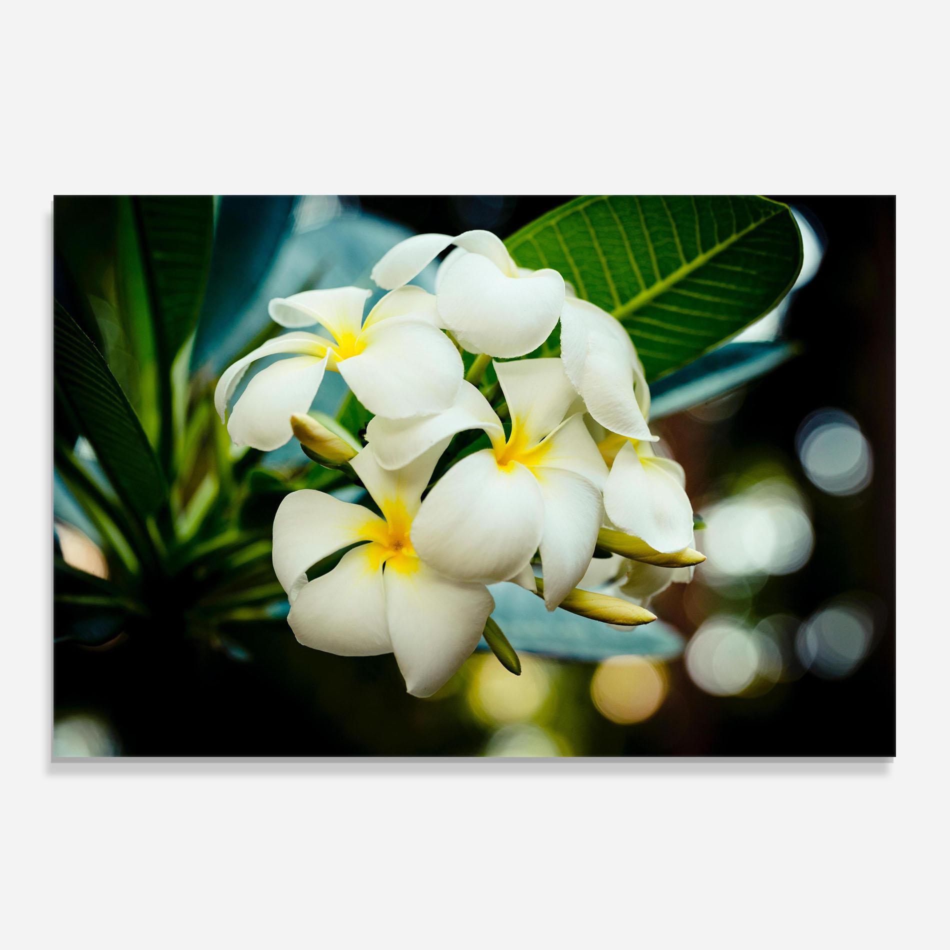 Стъклен панел за кухня Beautiful White Exotic mockup 0