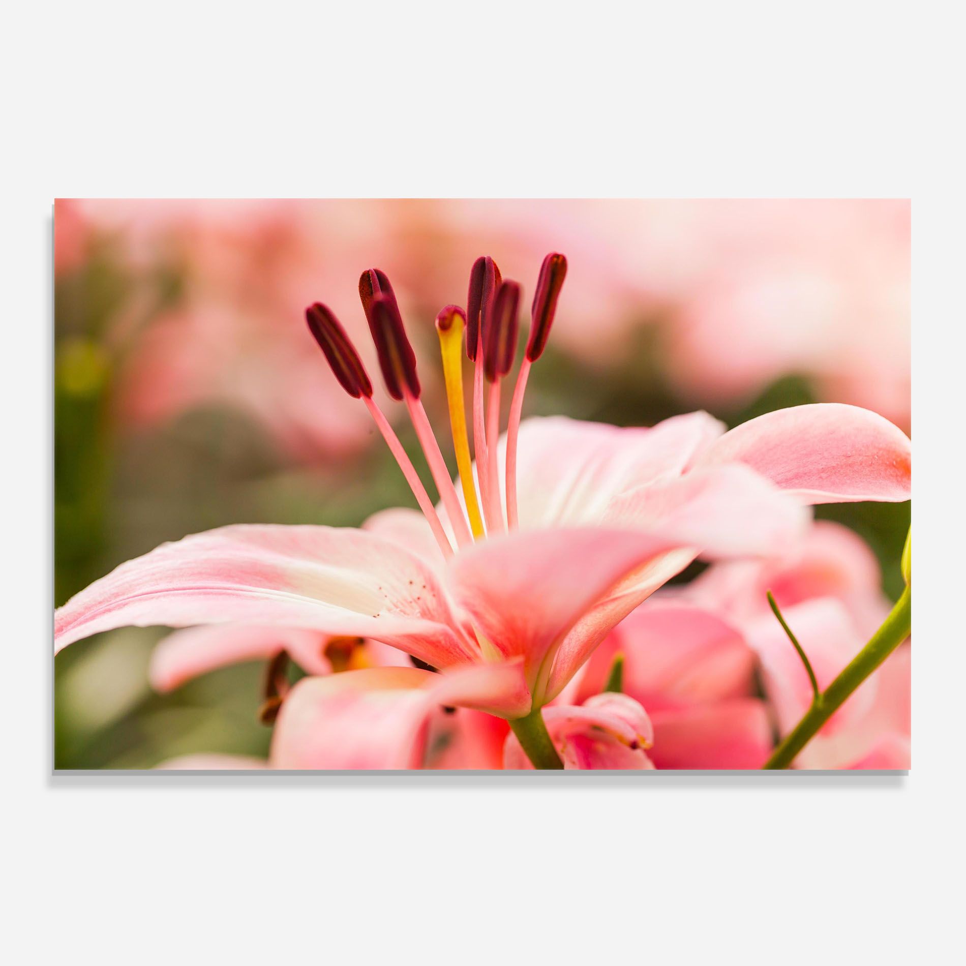 Flower mockup 0