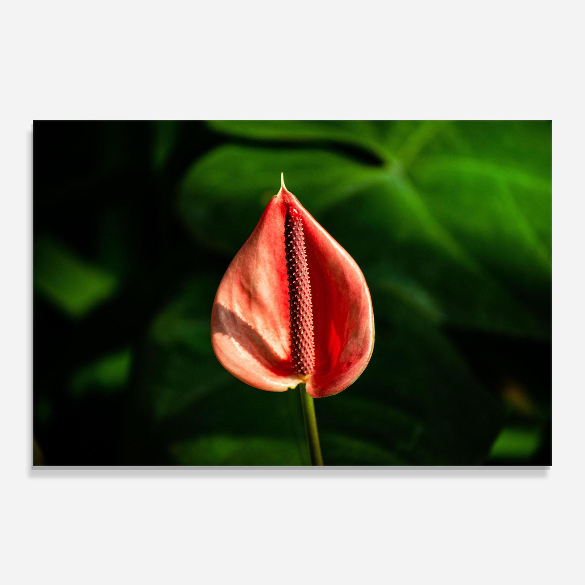 Стъклен панел за кухня Plant Exotic Red mockup 0