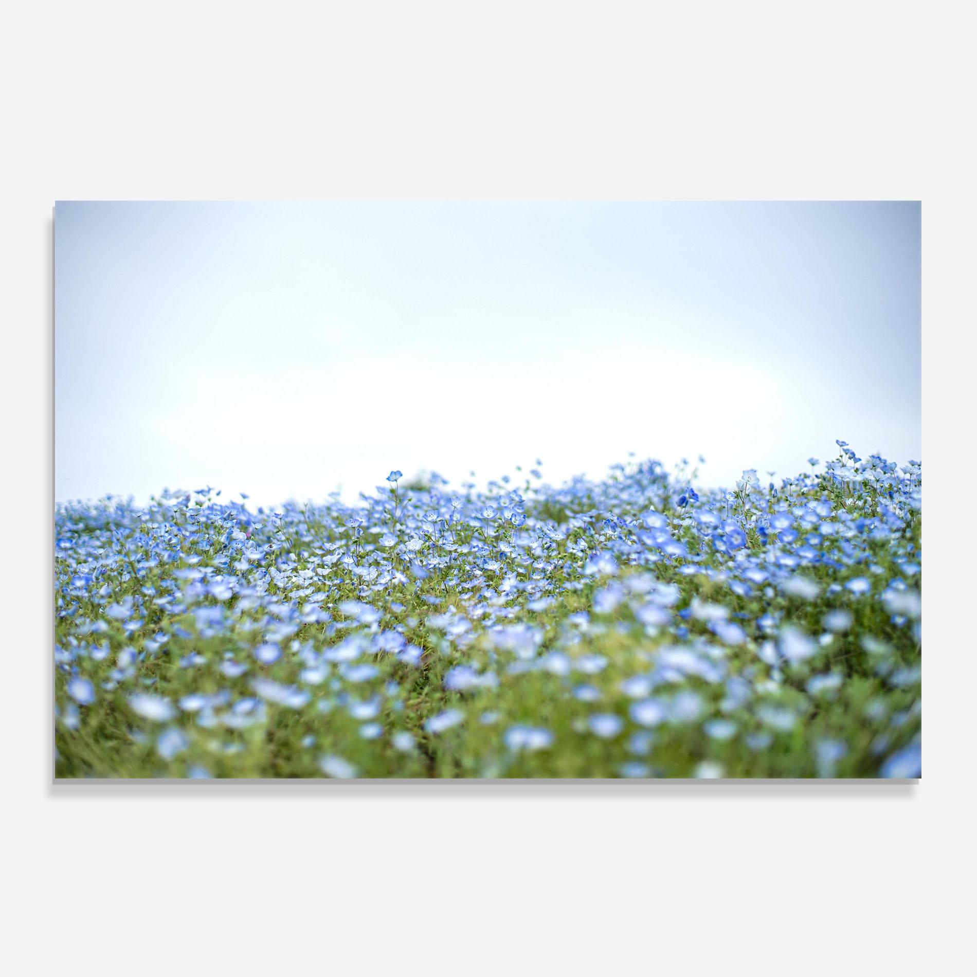 Стъклен панел за кухня Blue Wild Flowers mockup 0