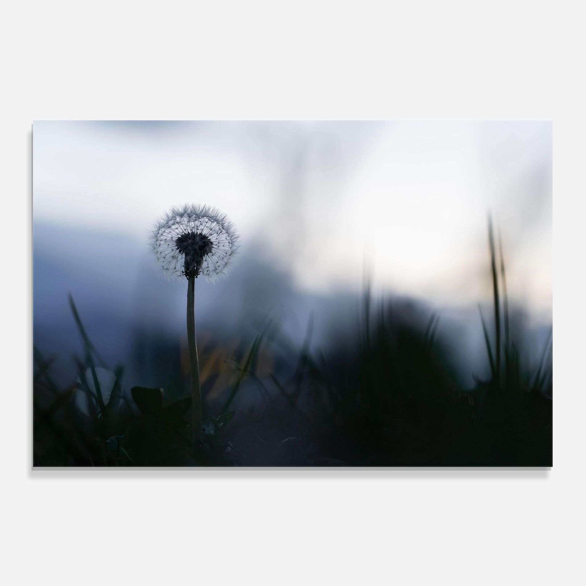 Dandelion Wild View mockup 0