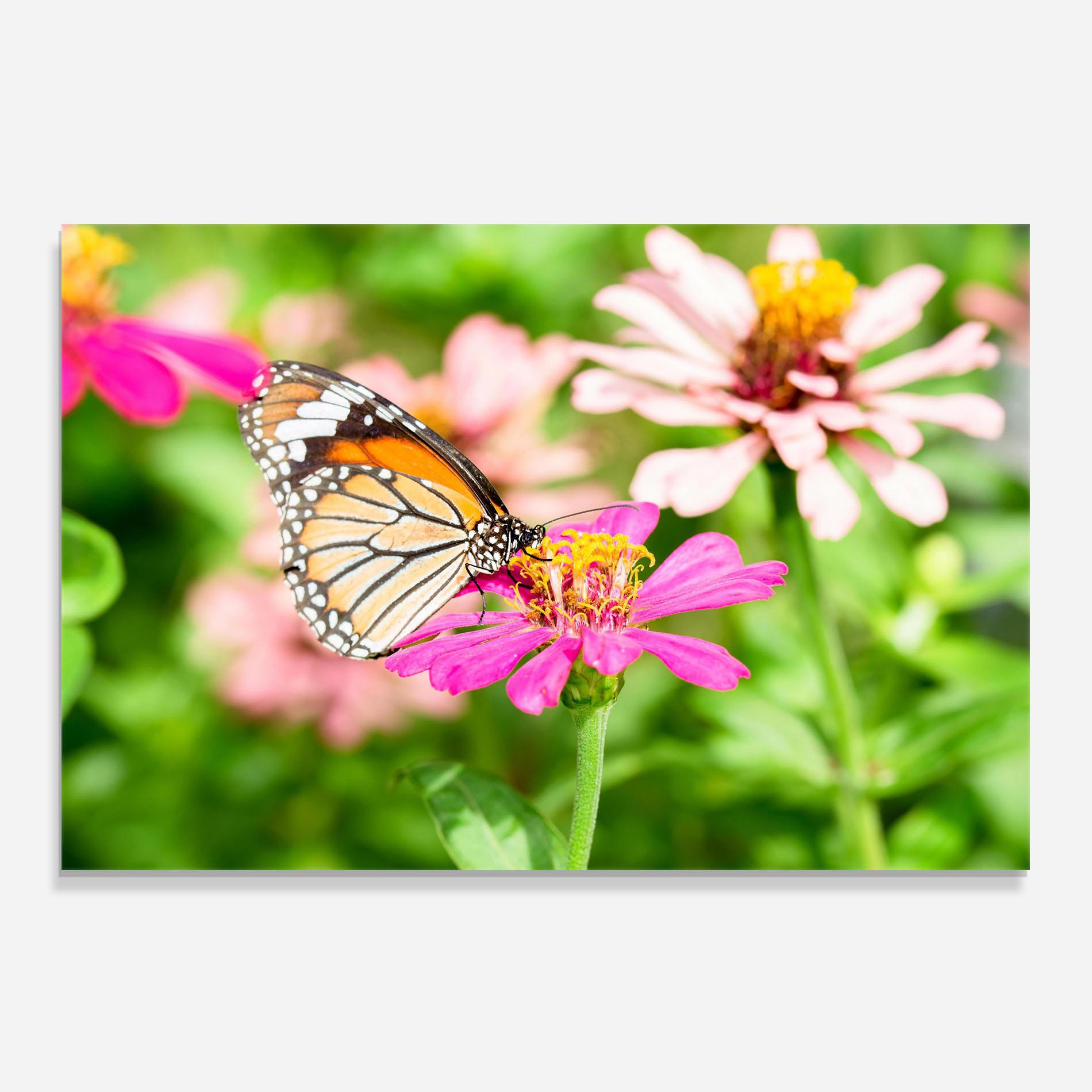 Стъклен панел за кухня Daylight Butterfly mockup 0