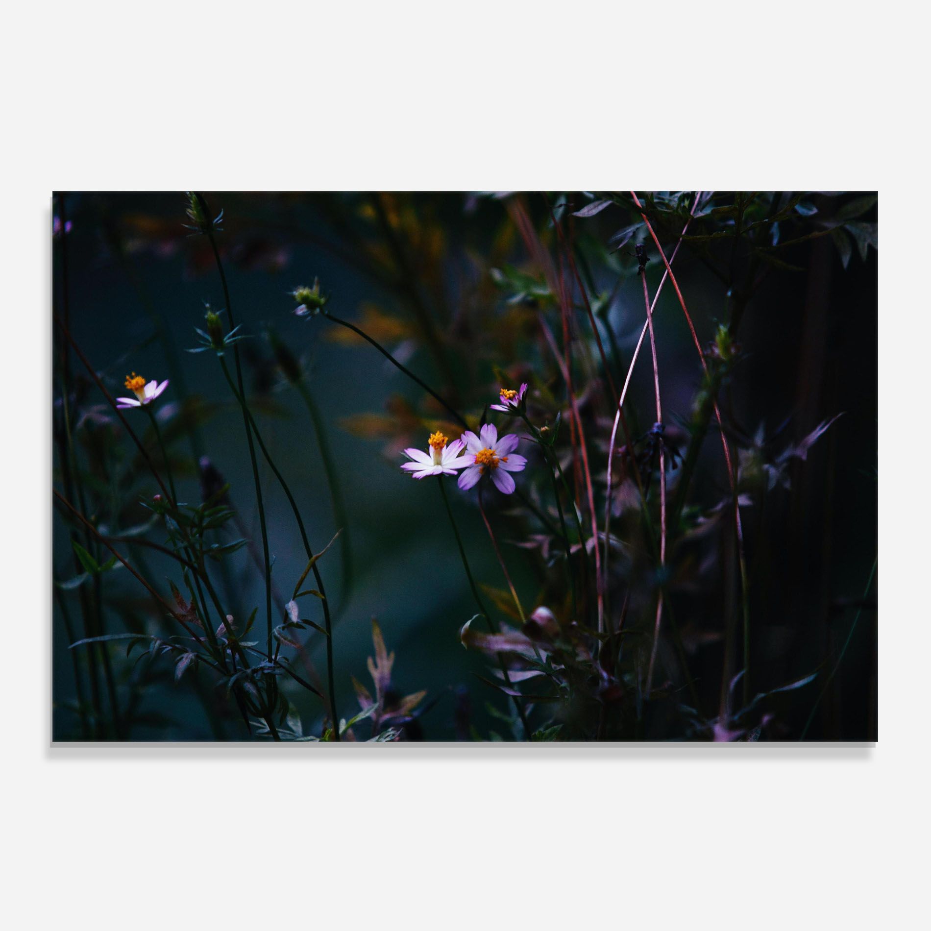 Night Flowers mockup 0